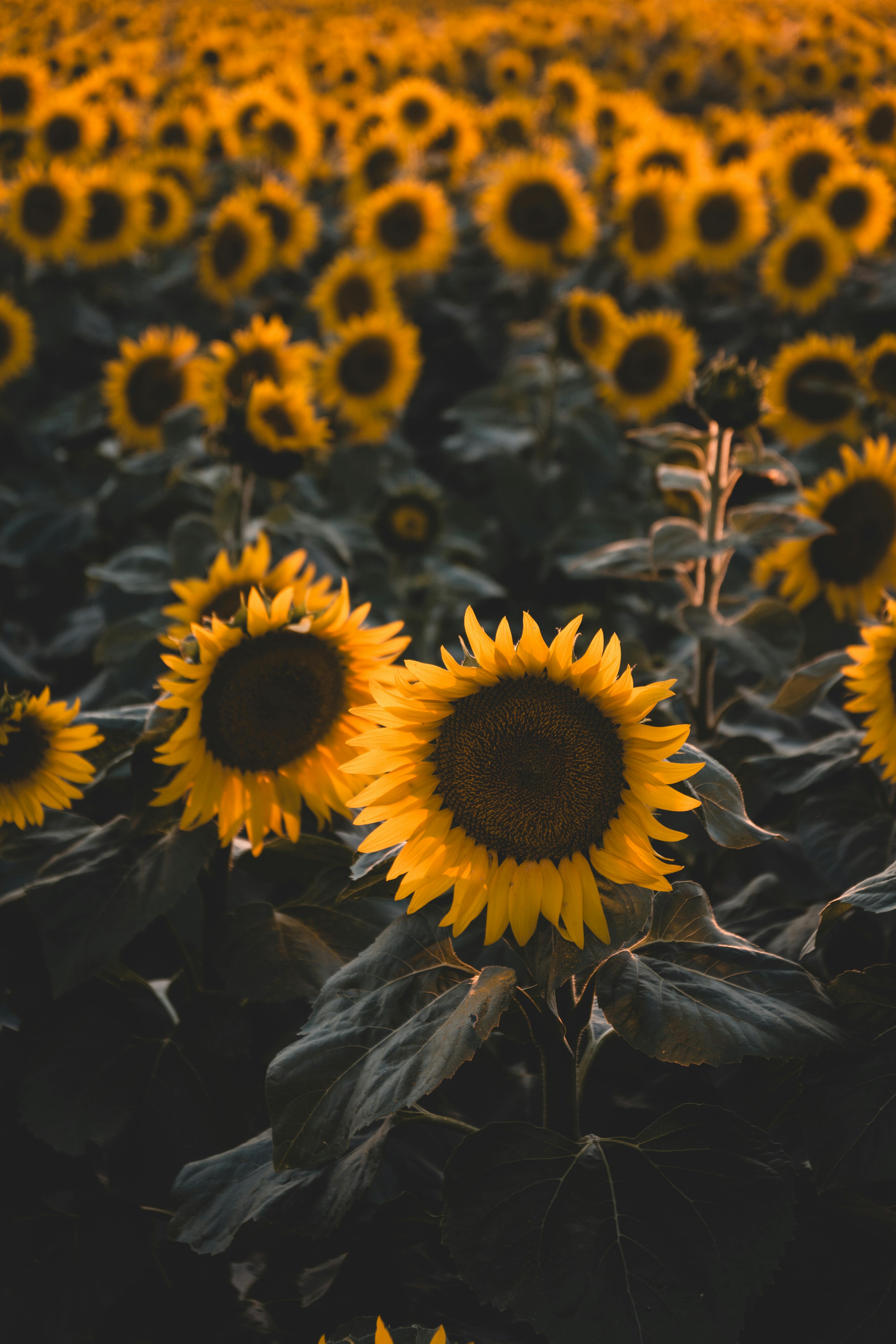 Field of Sunflowers · Free