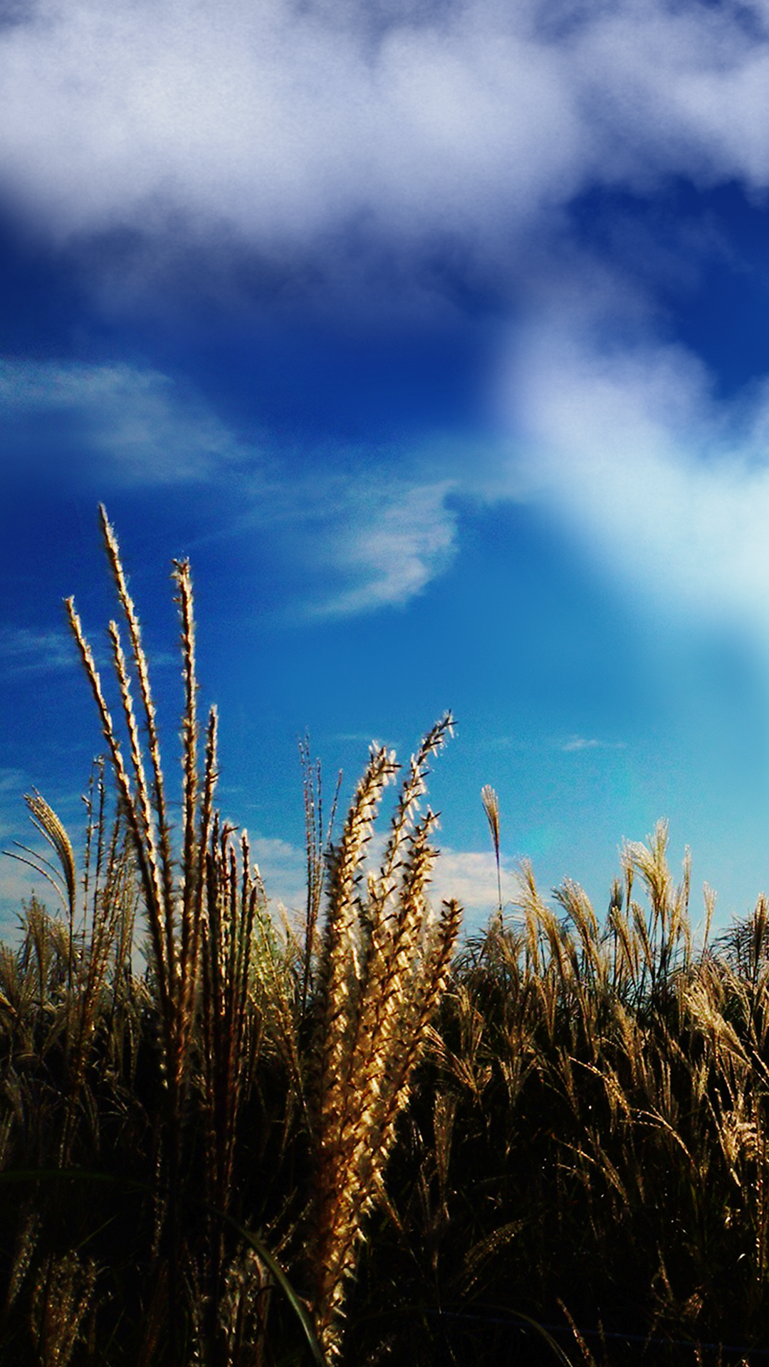 Reed Field iPhone Background