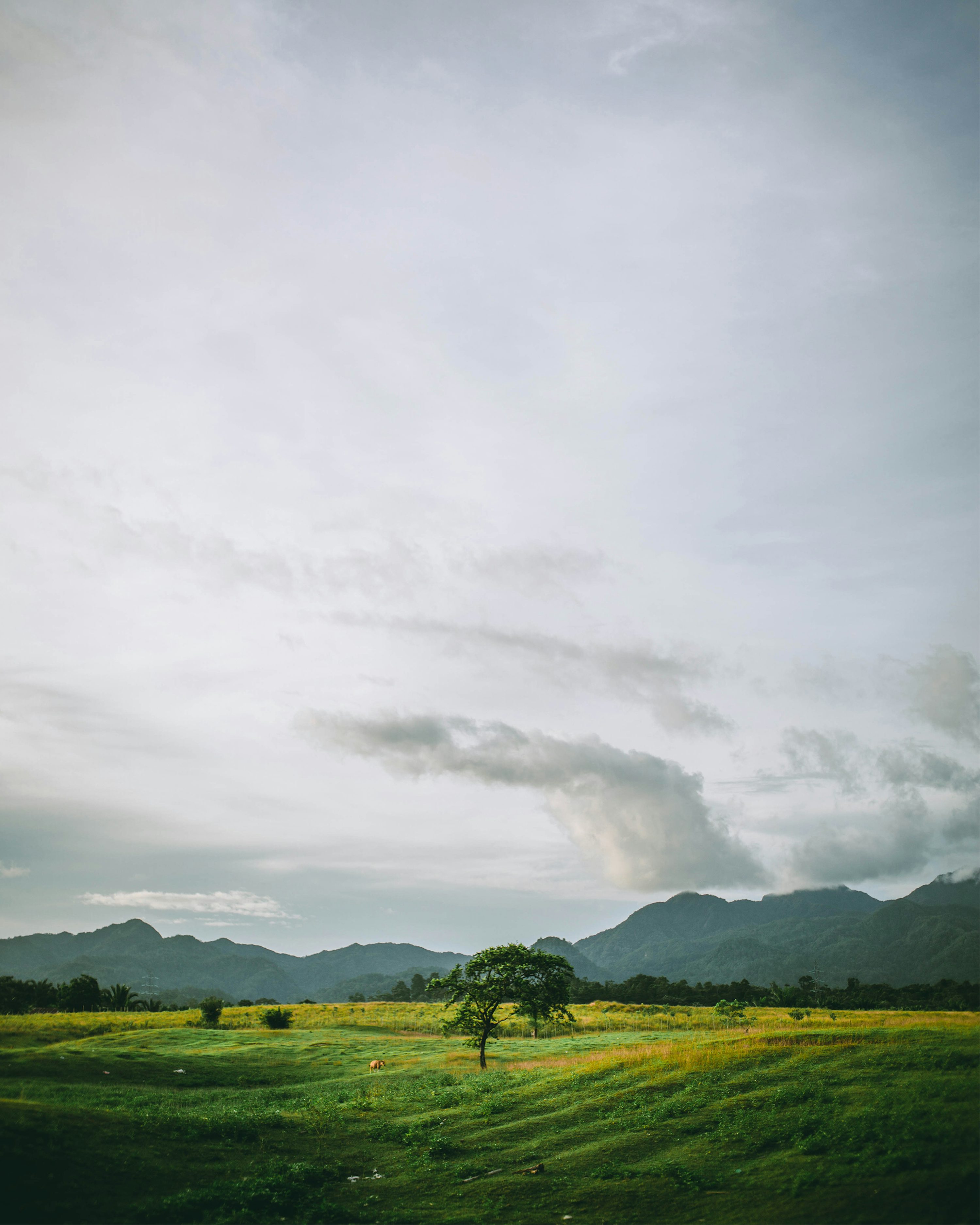 Grass Fields Picture. Download Free