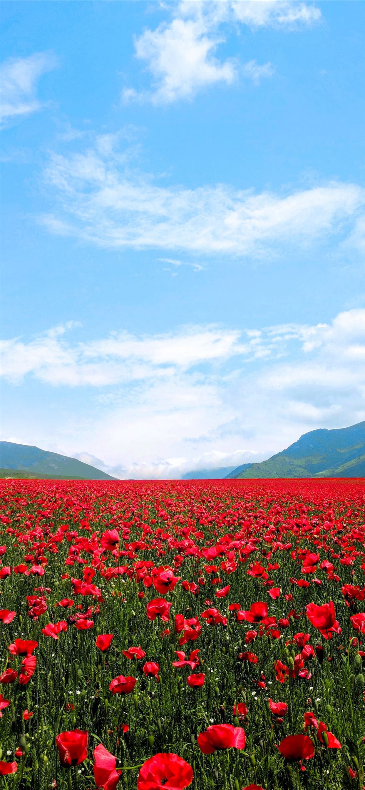 red flower field iPhone 11 Wallpaper