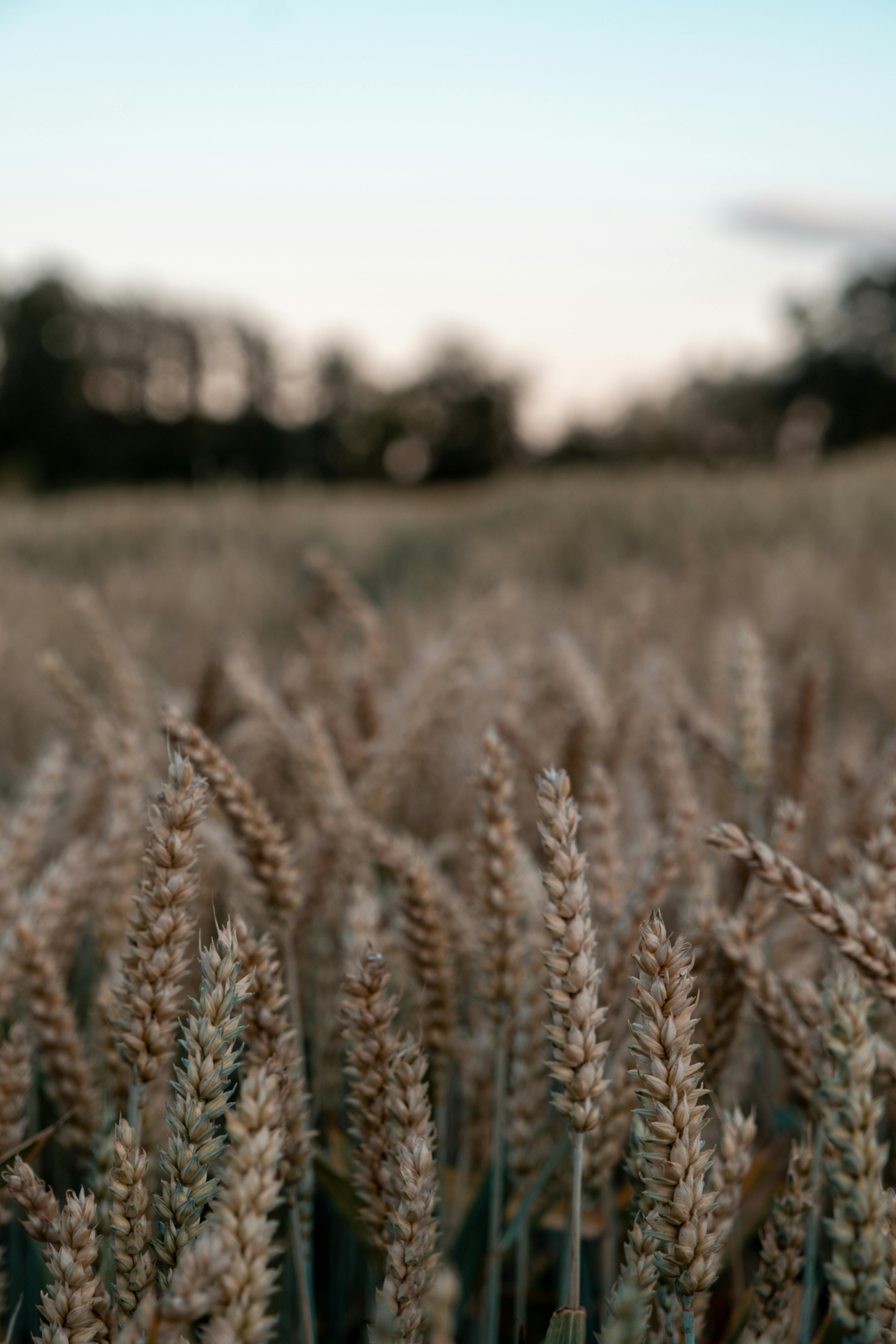 Brown Wheat Field In Close Up