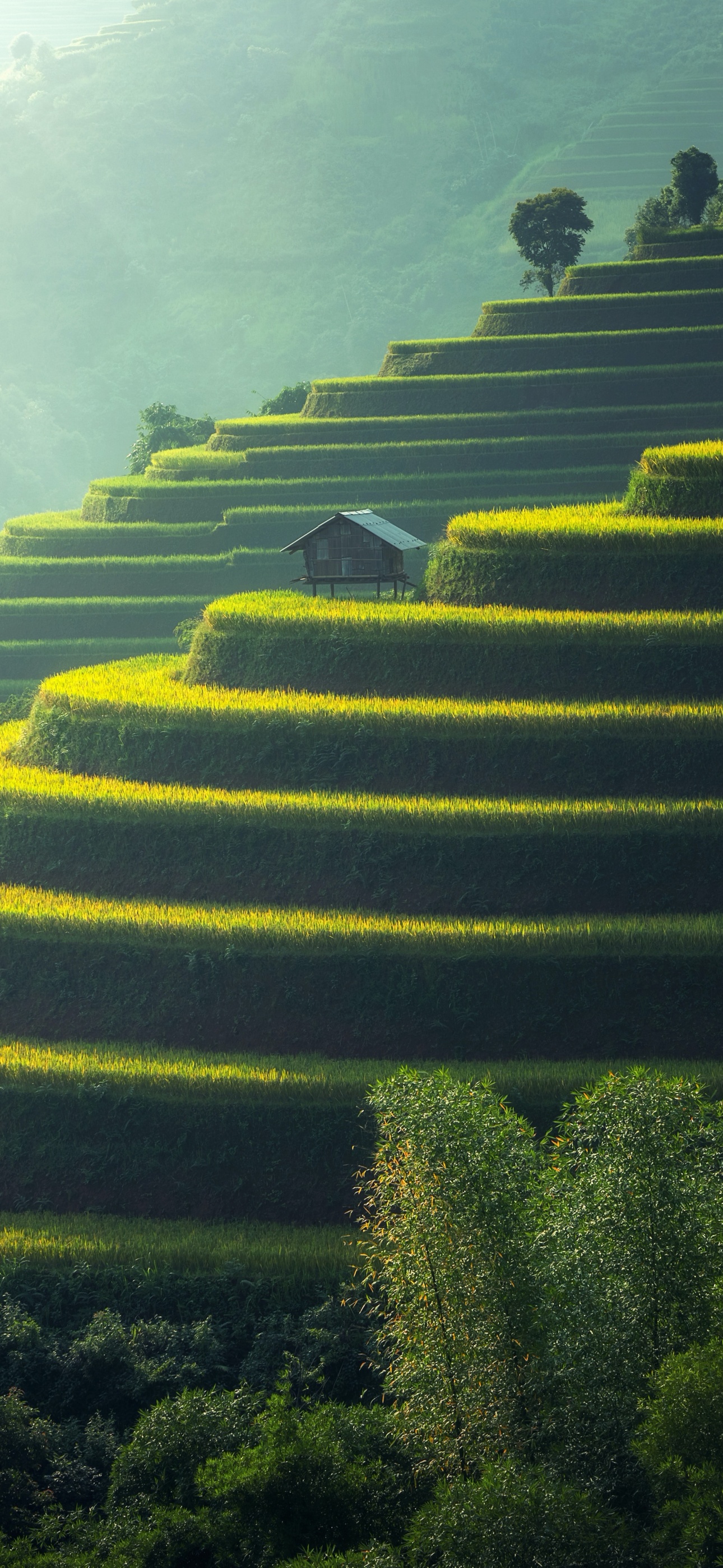 Wallpaper 4K, Agriculture, Paddy fields