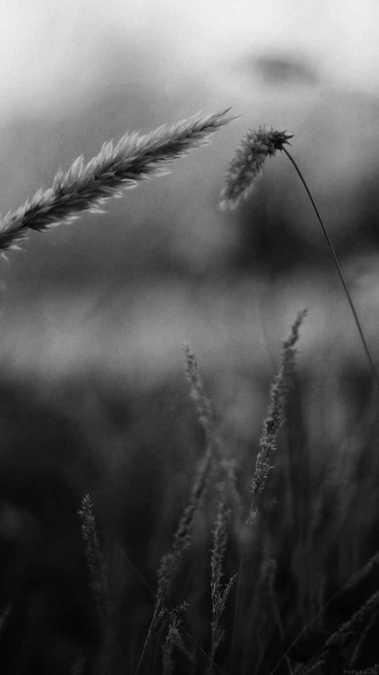 Reed Flower Nature Field Bw