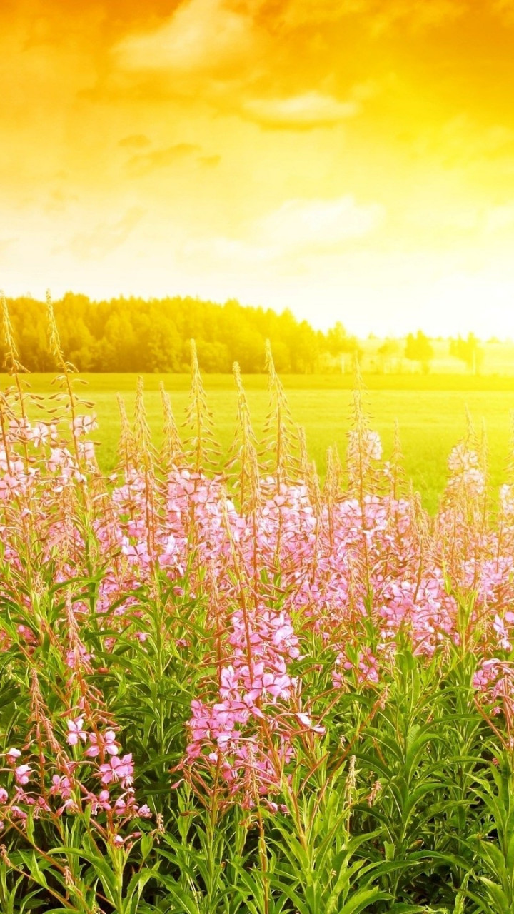 Field HD Wallpaper 17327
