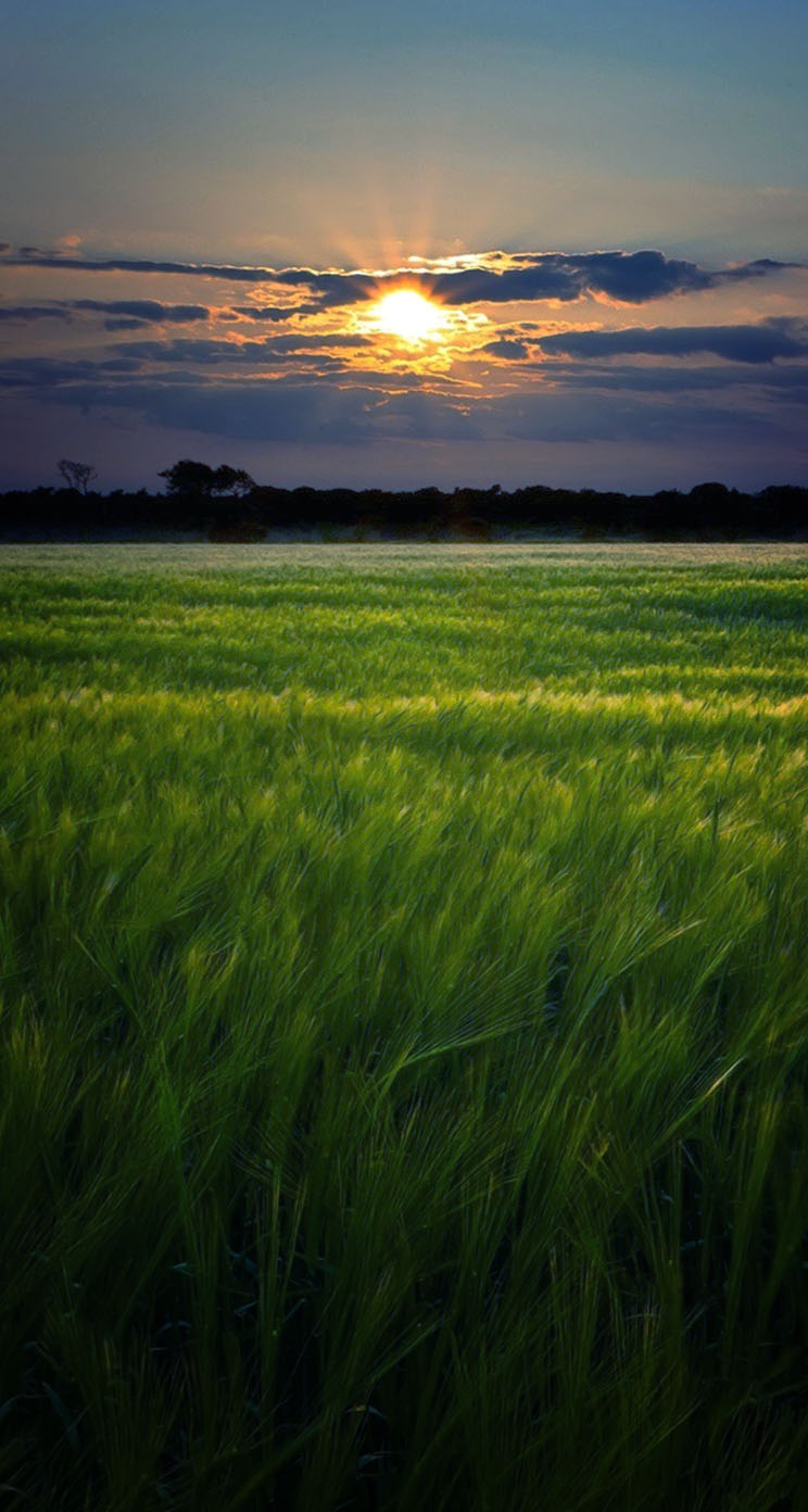Green fields sunset landscape