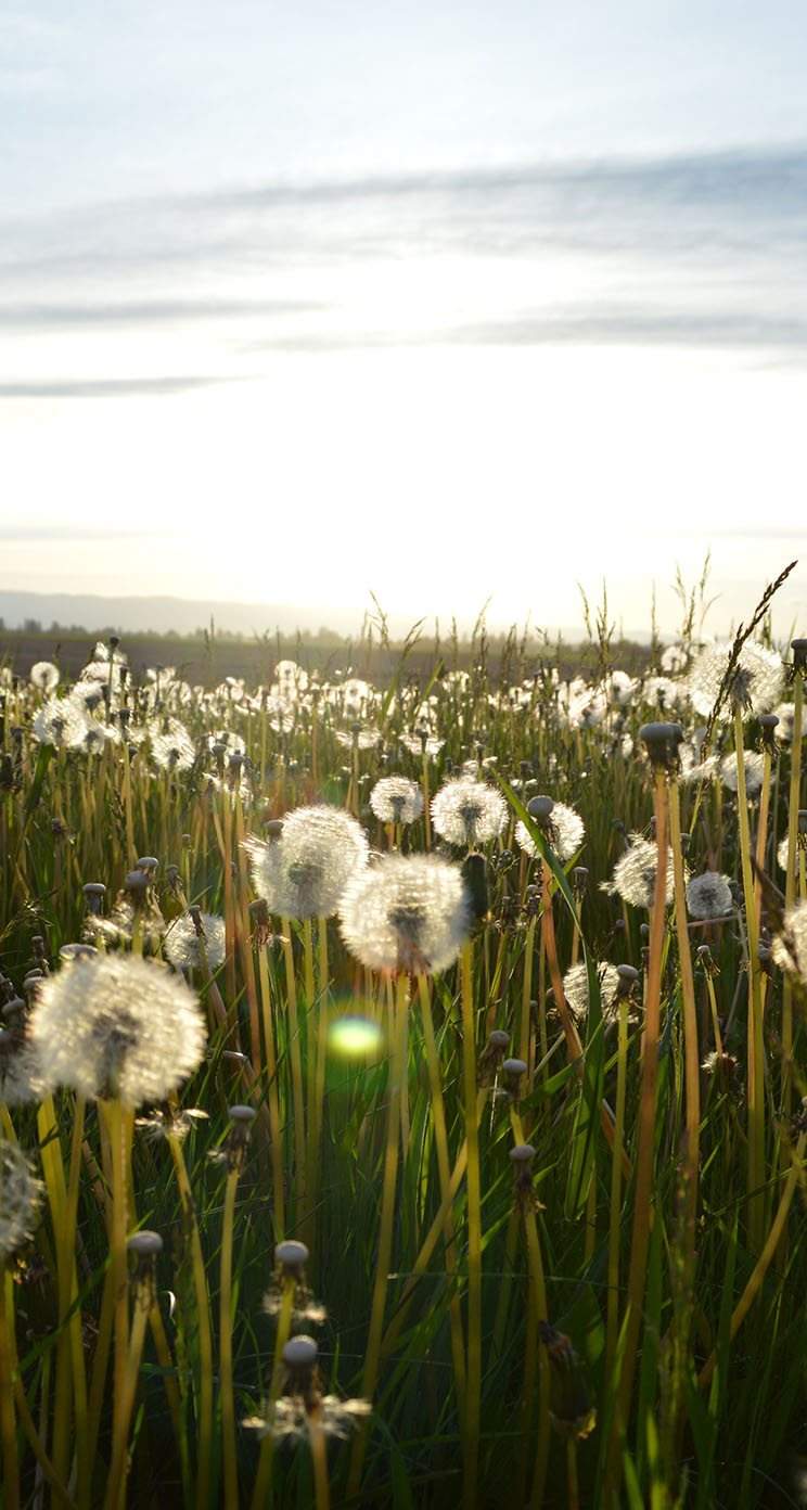 The iPhone Wallpaper dandelion field