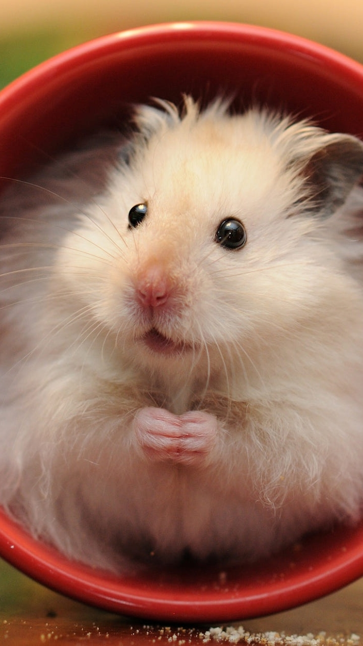 Hamster Phone Wallpaper