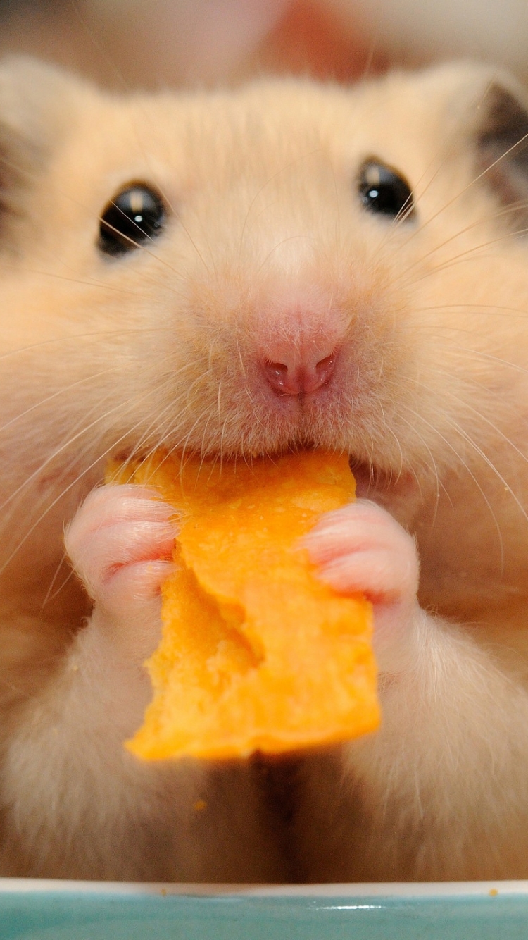Download Hamster wallpaper