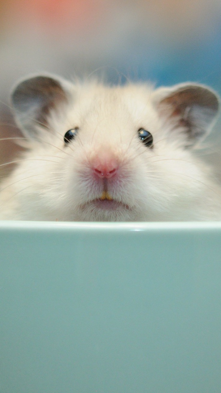 Hamster Phone Wallpaper