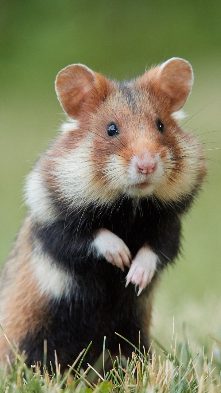 Rodent Animal Hamster Phone Wallpaper