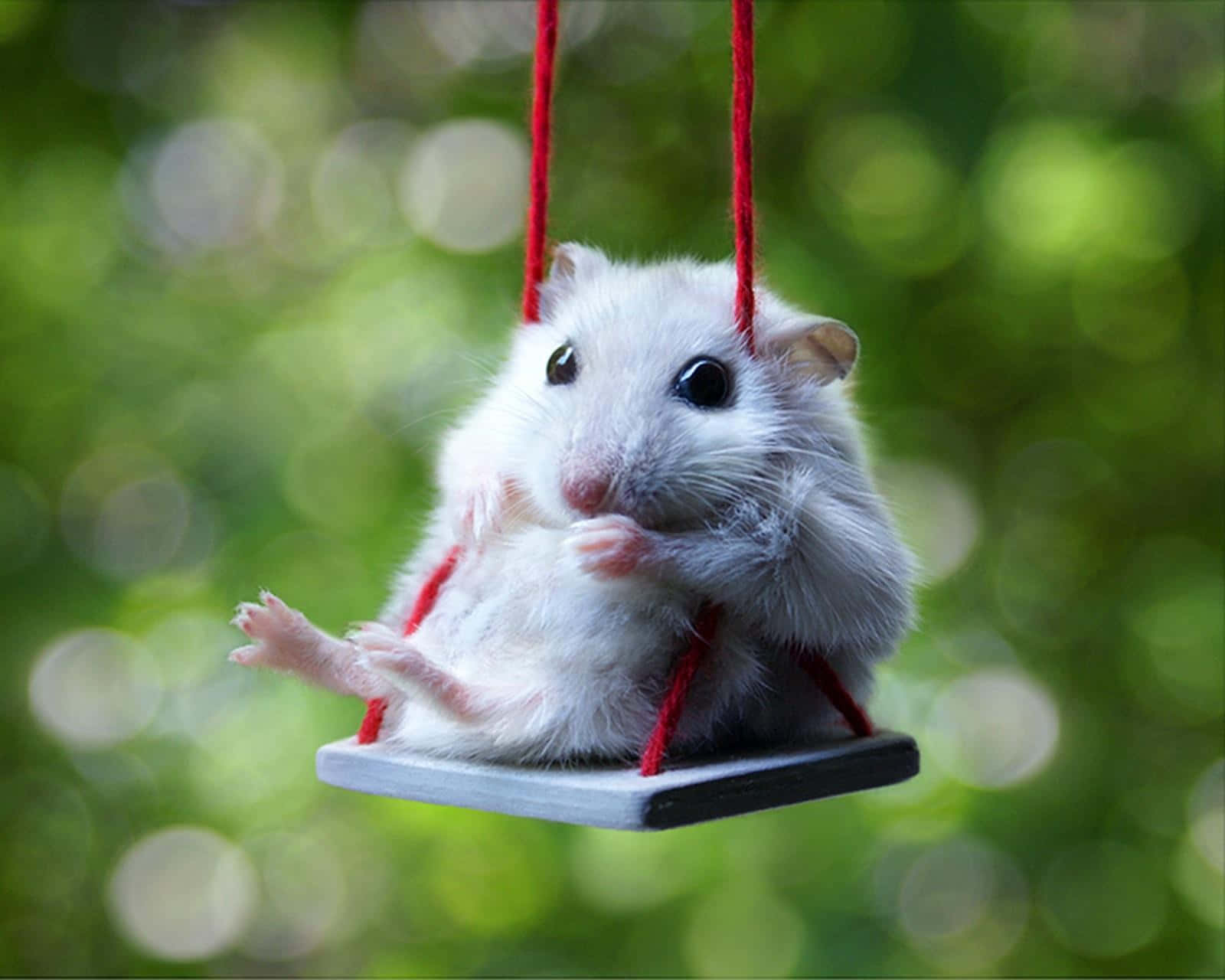 Download Cute Swinging Hamster Picture