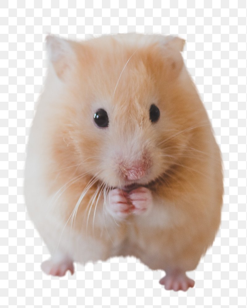 Hamster Cute Image. Free Photo, PNG