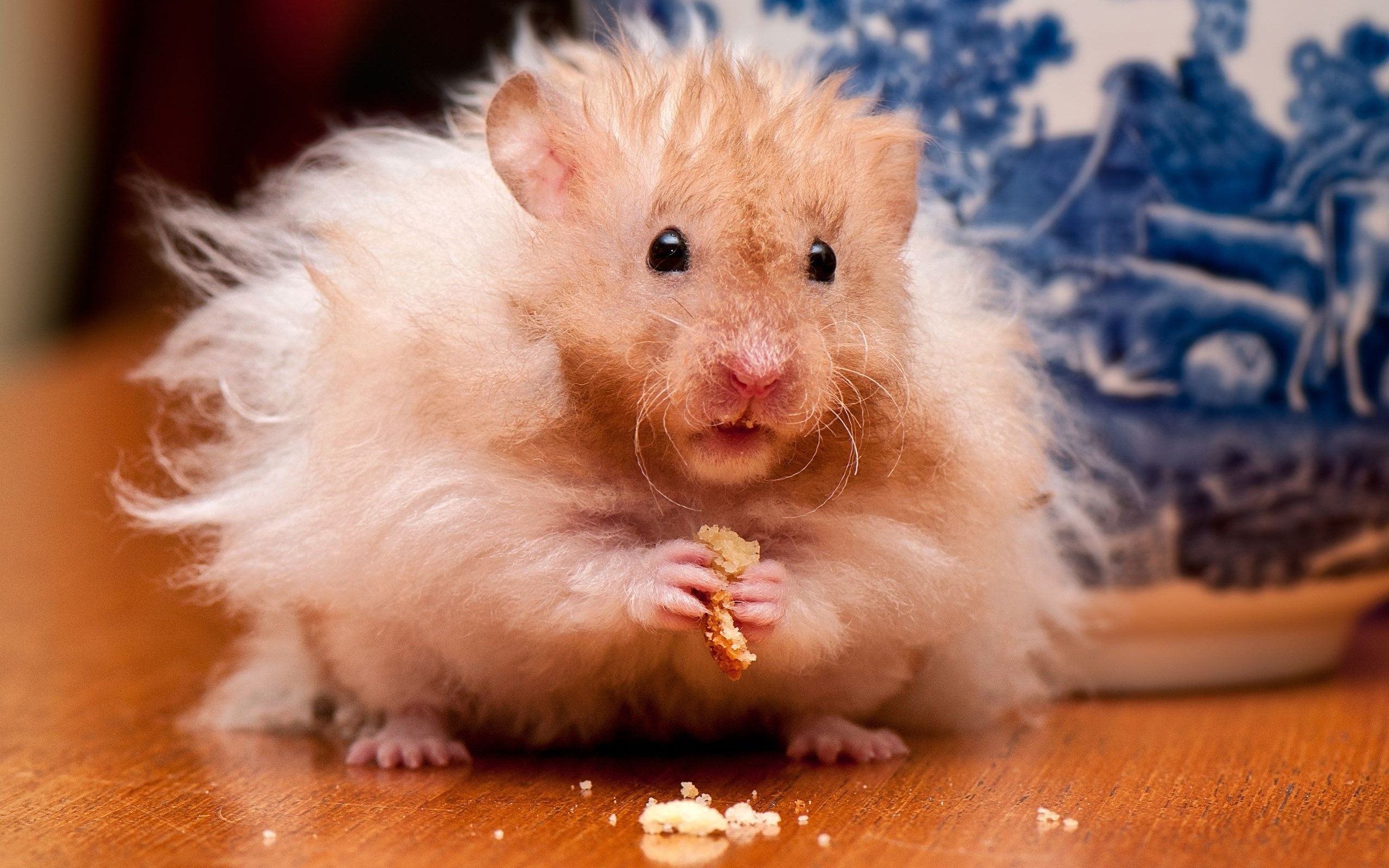 Adorable Hamster HD Wallpaper: Furry
