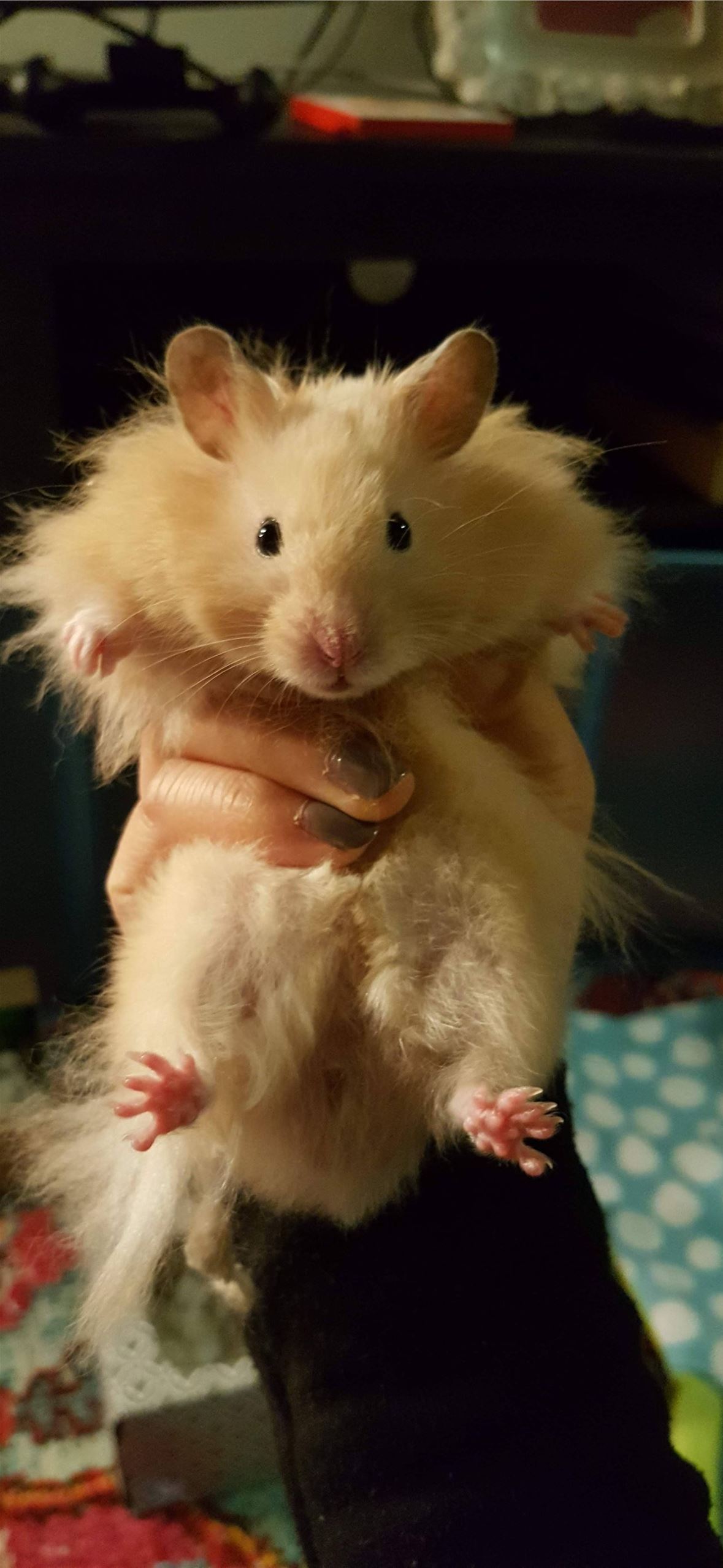 hamster iPhone Wallpaper Free Download