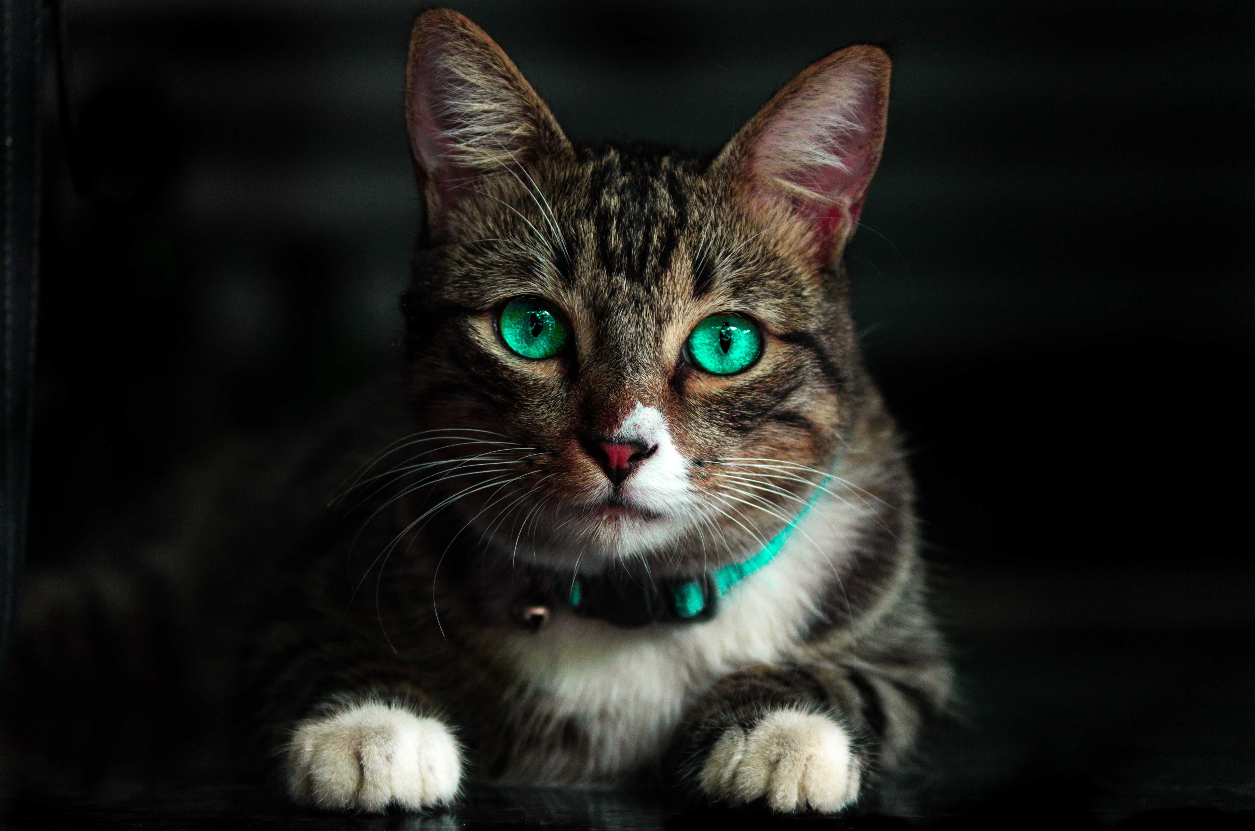 Cat Green Eyes 4k Wallpaper, HD Animals