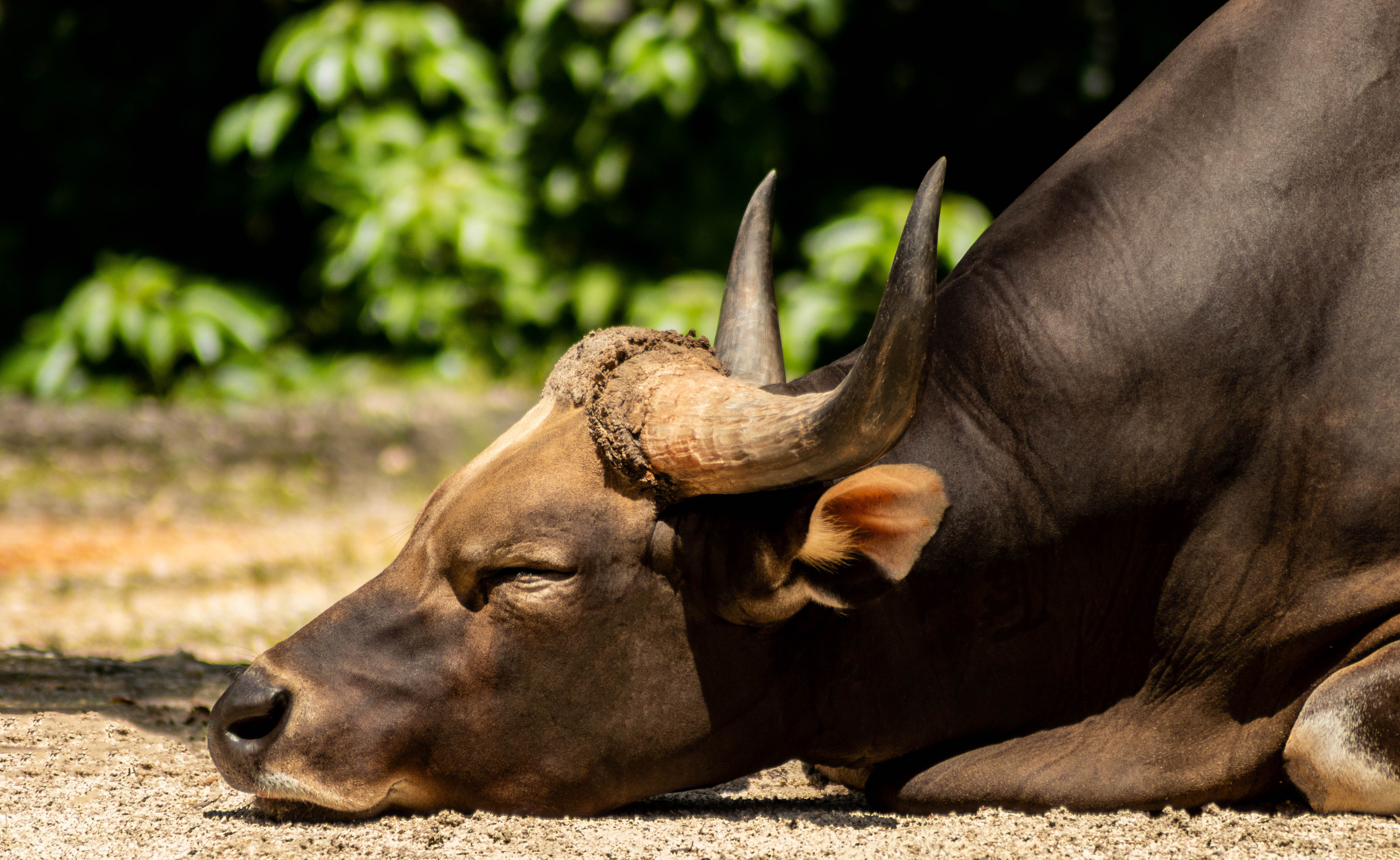 Animal Water Buffalo 4k Ultra HD Wallpaper