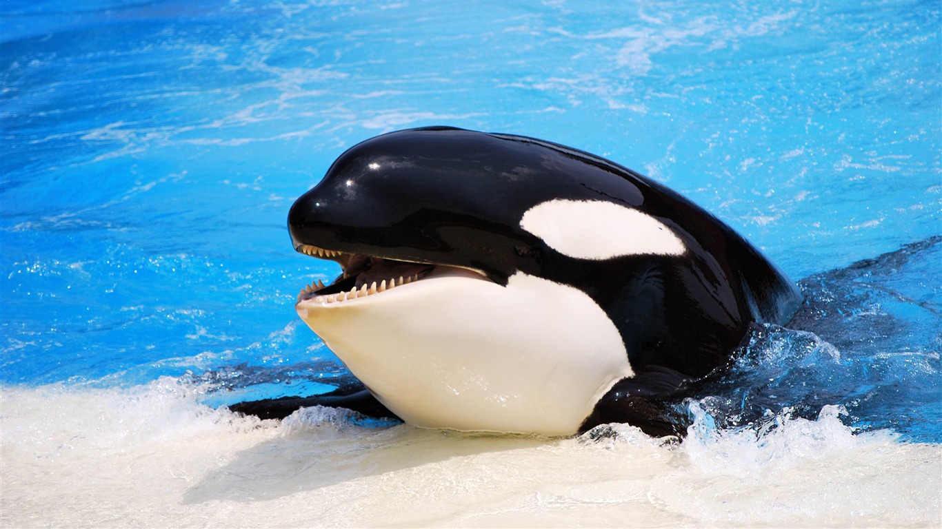 Killer Whale Animal HD Wallpaper /s