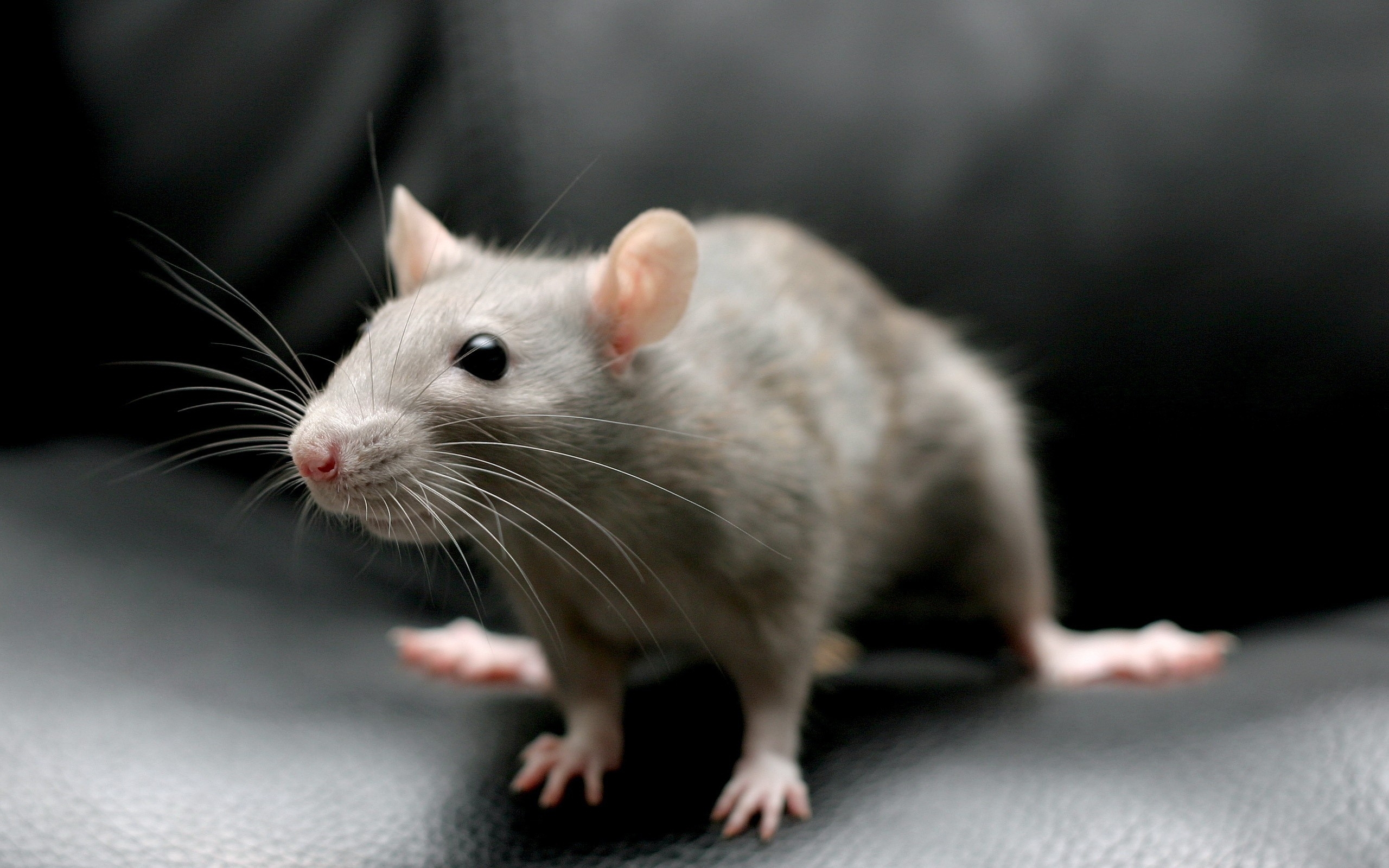 Download Animal Rodent HD Wallpaper