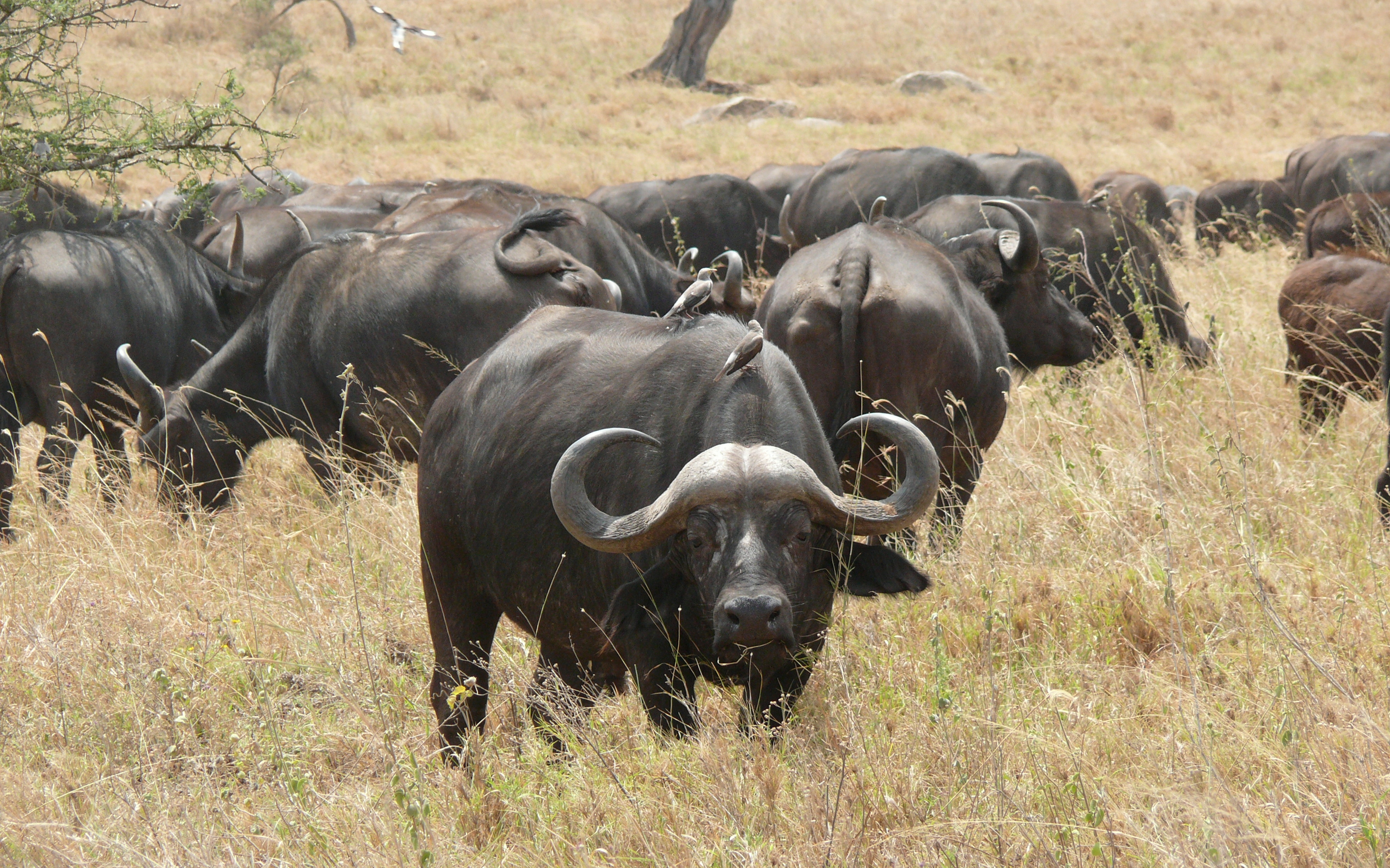 Download African Buffalo wallpaper