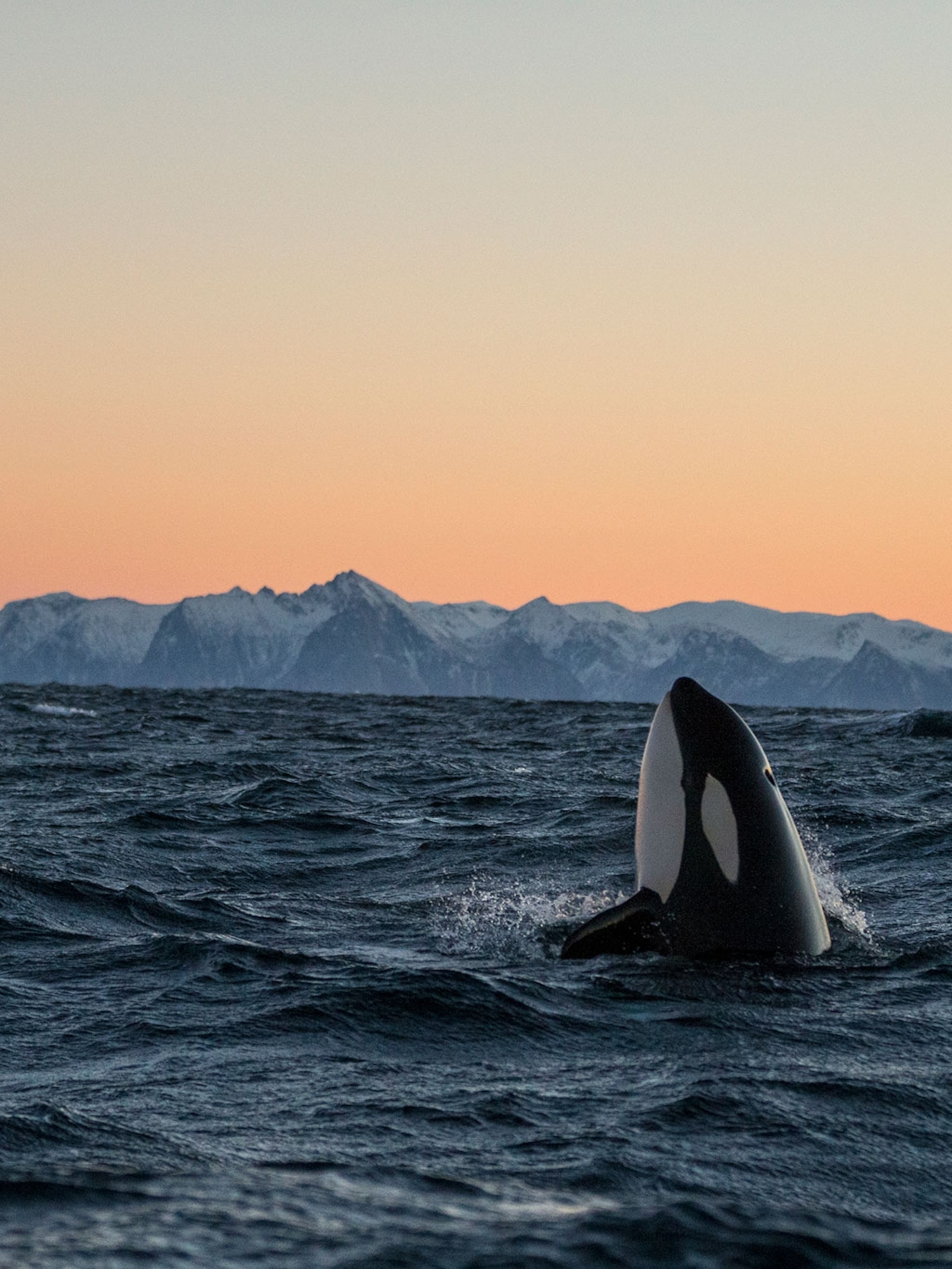 Killer Photo of Killer Whales