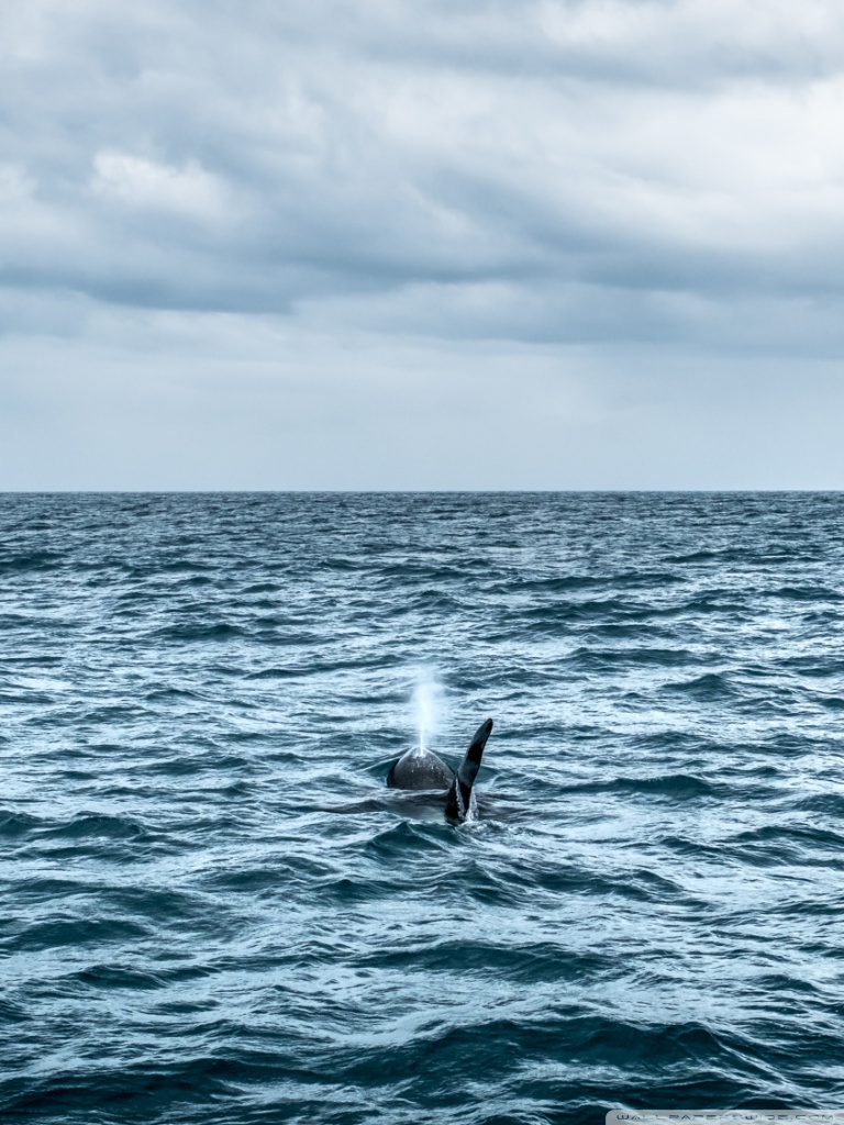 Ultra HD Desktop Background Wallpaper