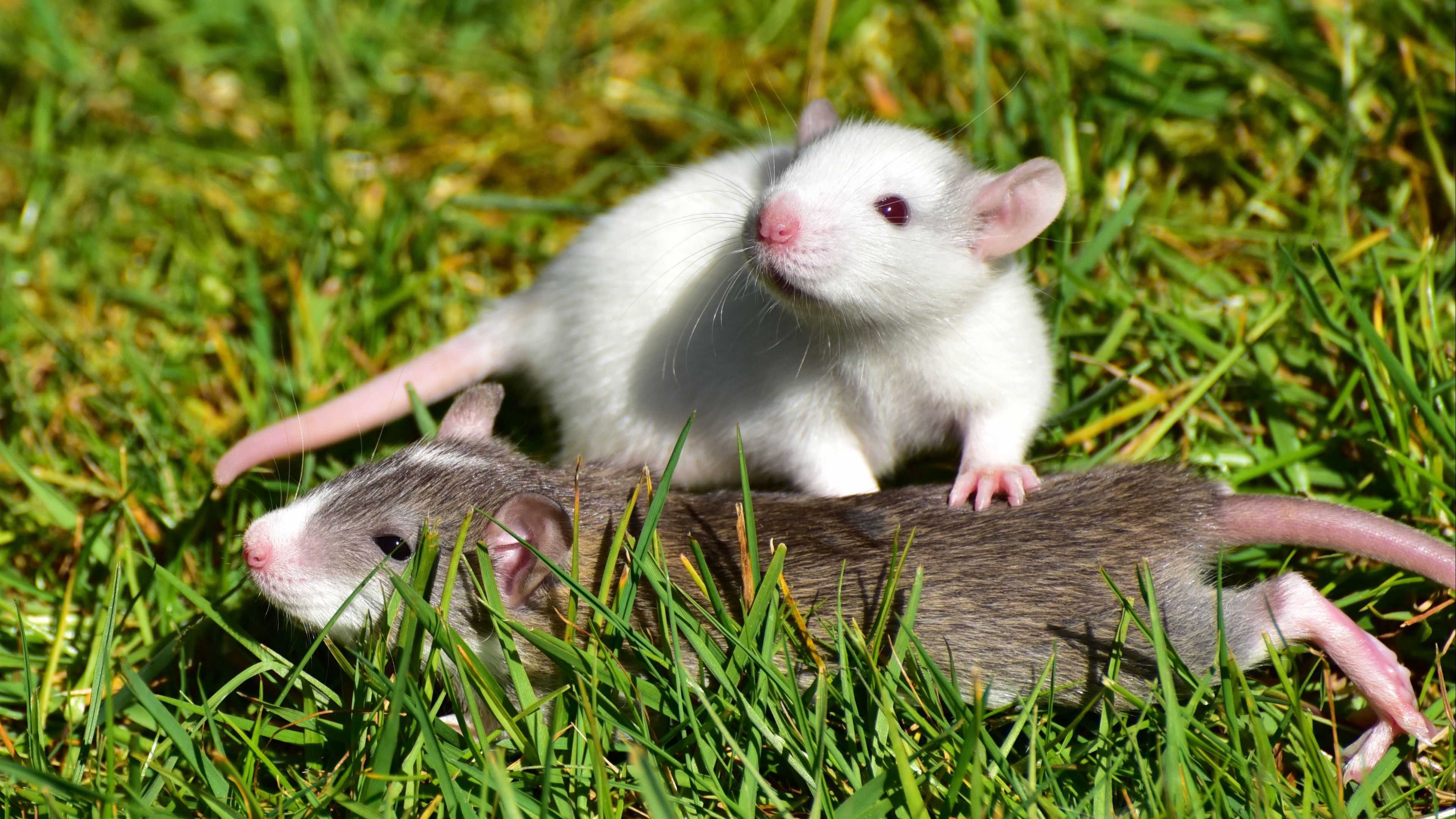 Download wallpaper 3840x2160 rat