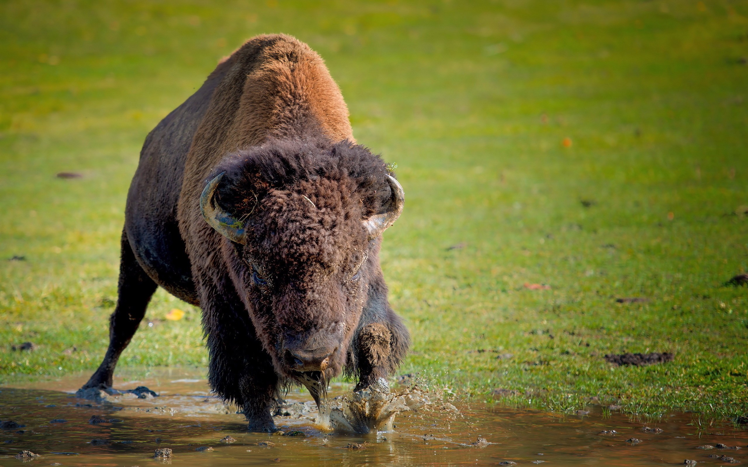 Download American Bison wallpaper