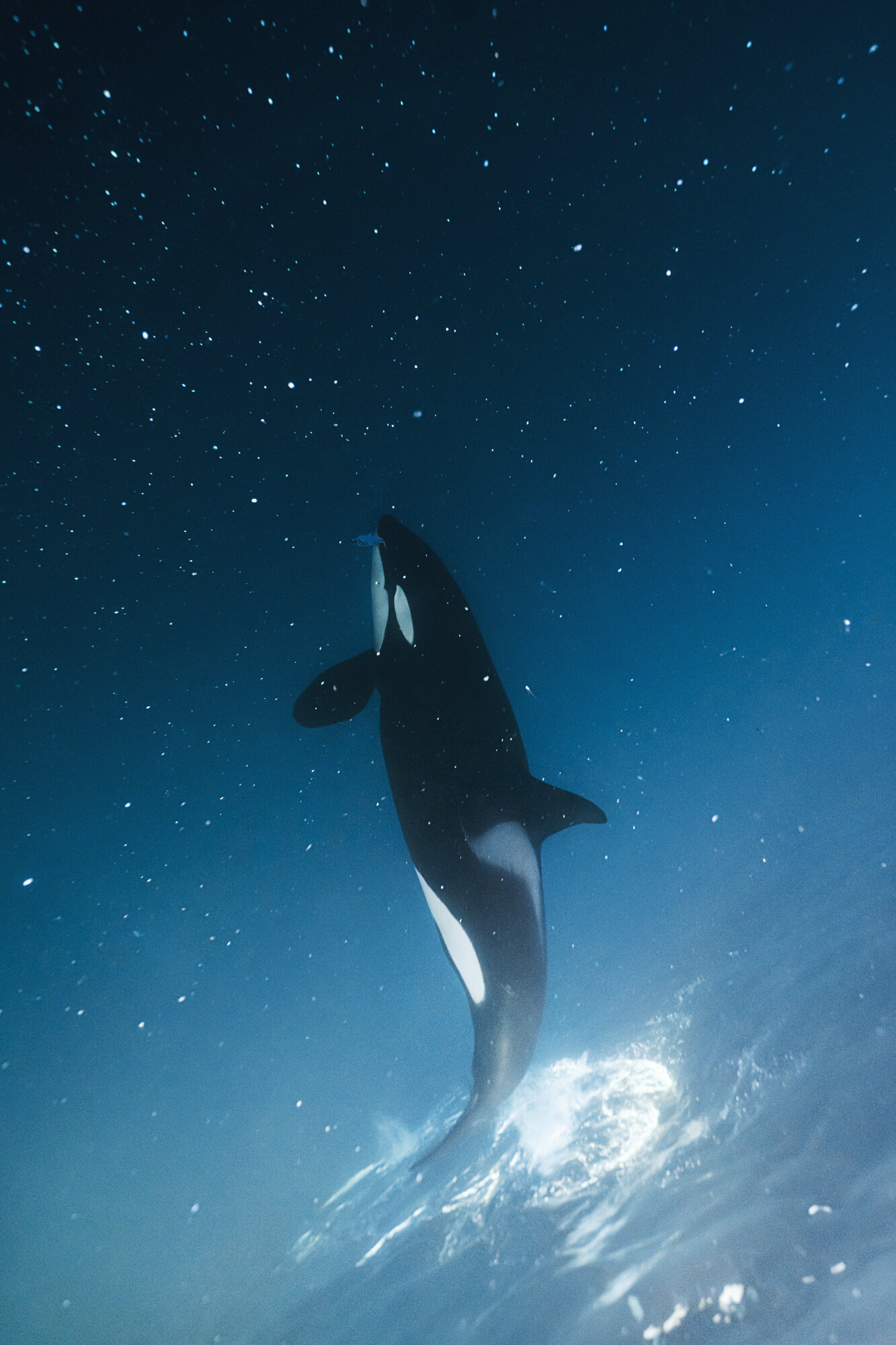 Orcas