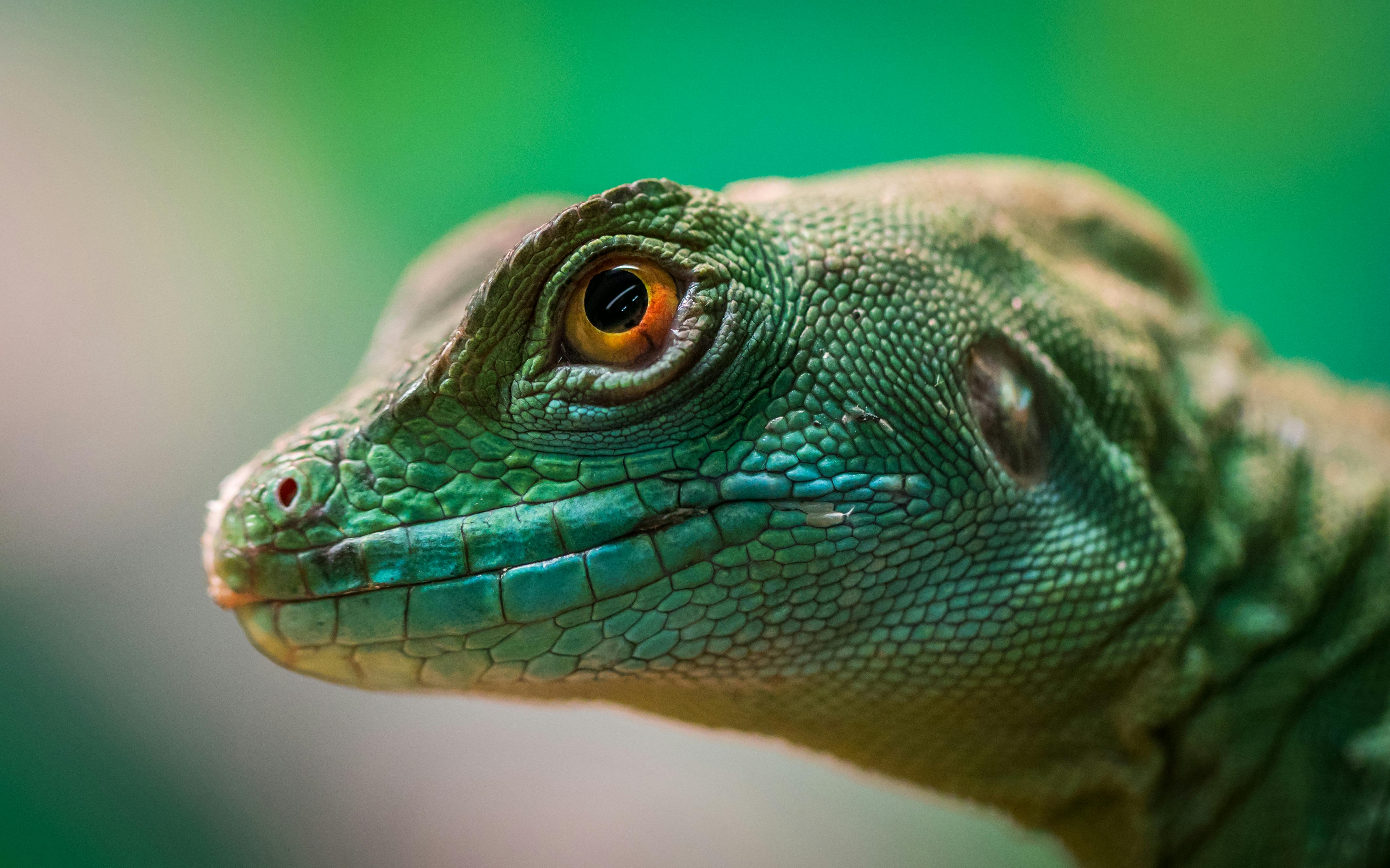 Lizard Photo, Download The BEST Free