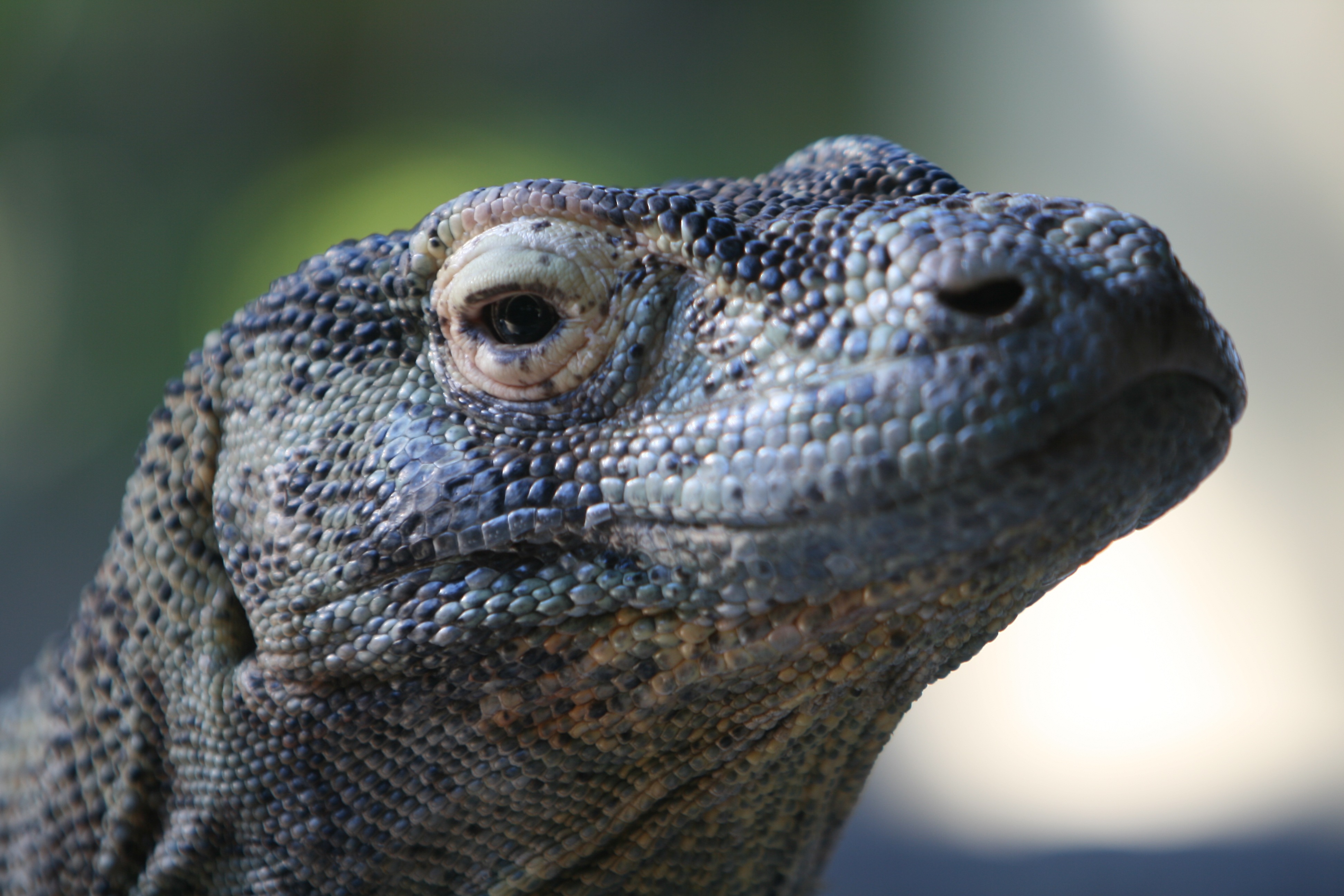Animal Monitor Lizard 4k Ultra HD Wallpaper