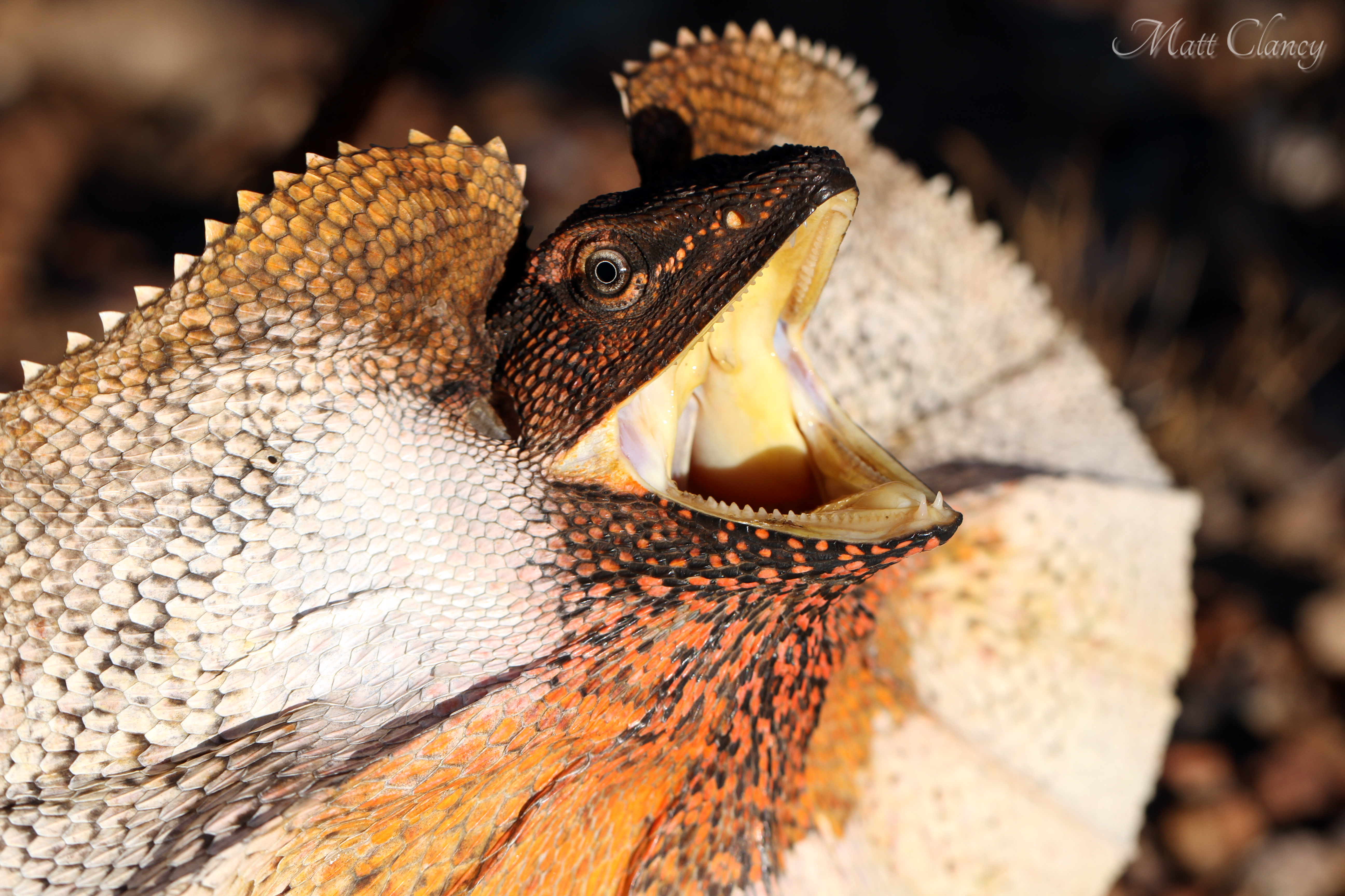 Download Animal Frilled Neck Lizard 4k