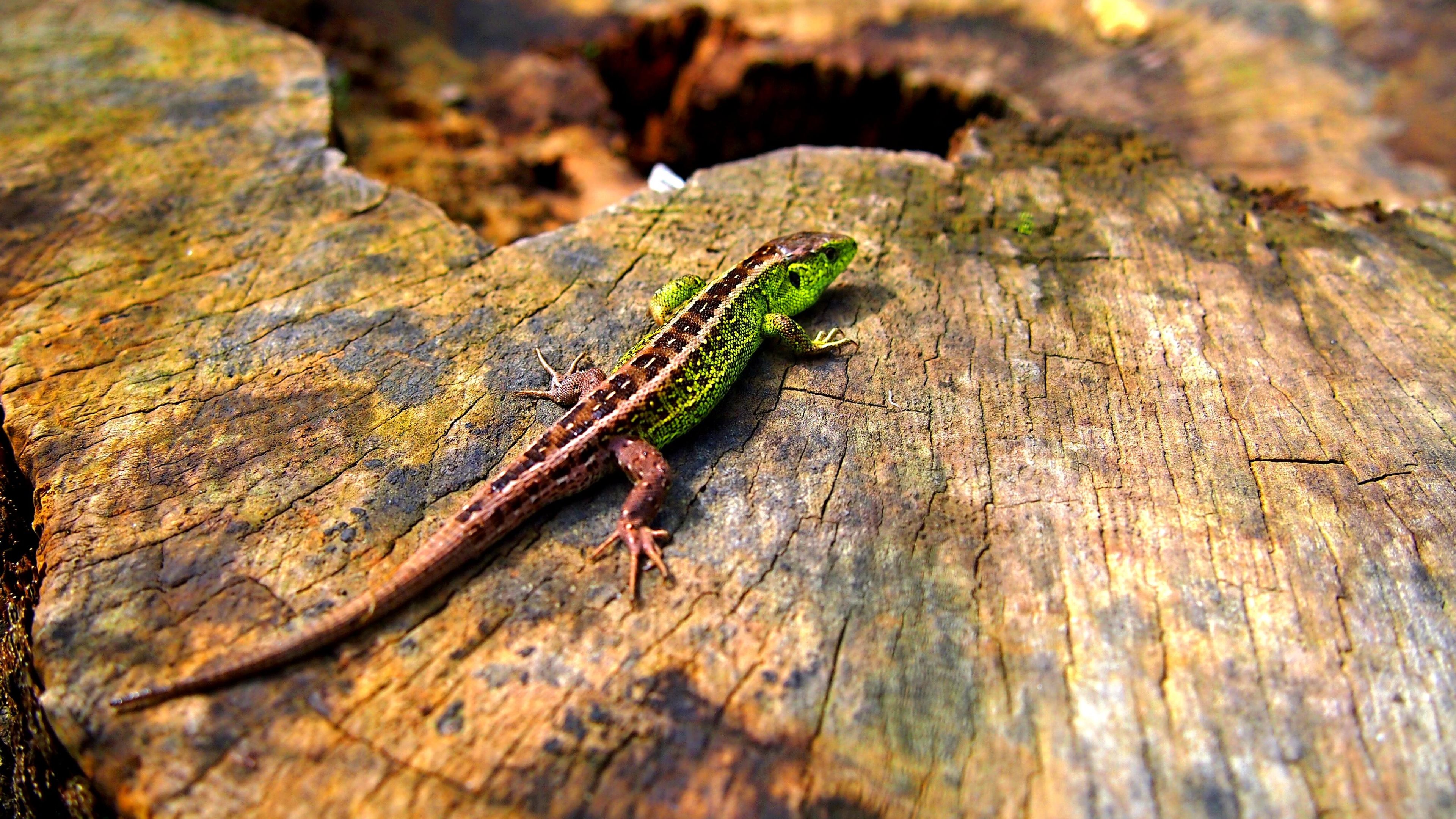 Animal Lizard 4k Ultra HD Wallpaper