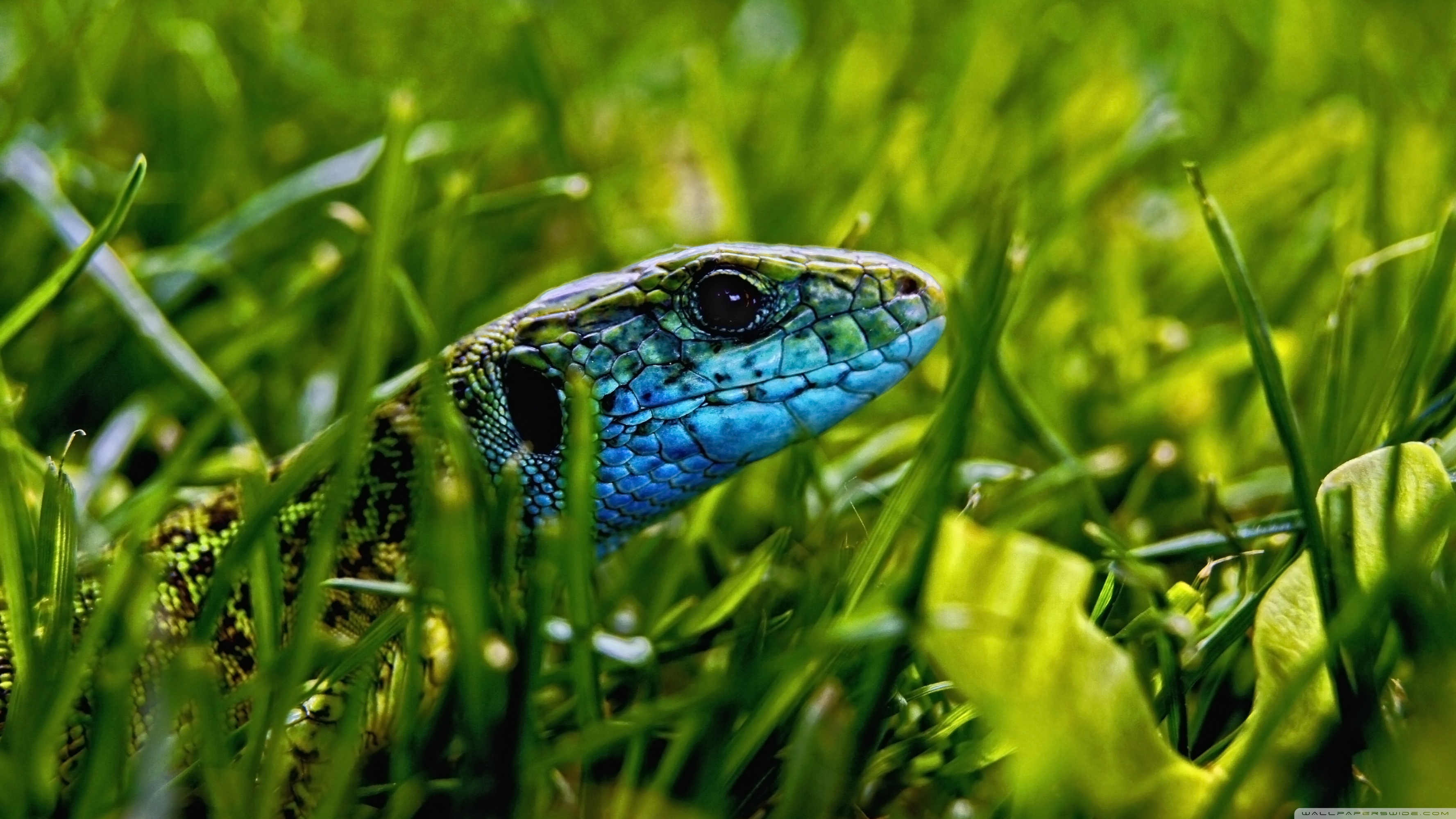 Green Blue Lizard Ultra HD Desktop