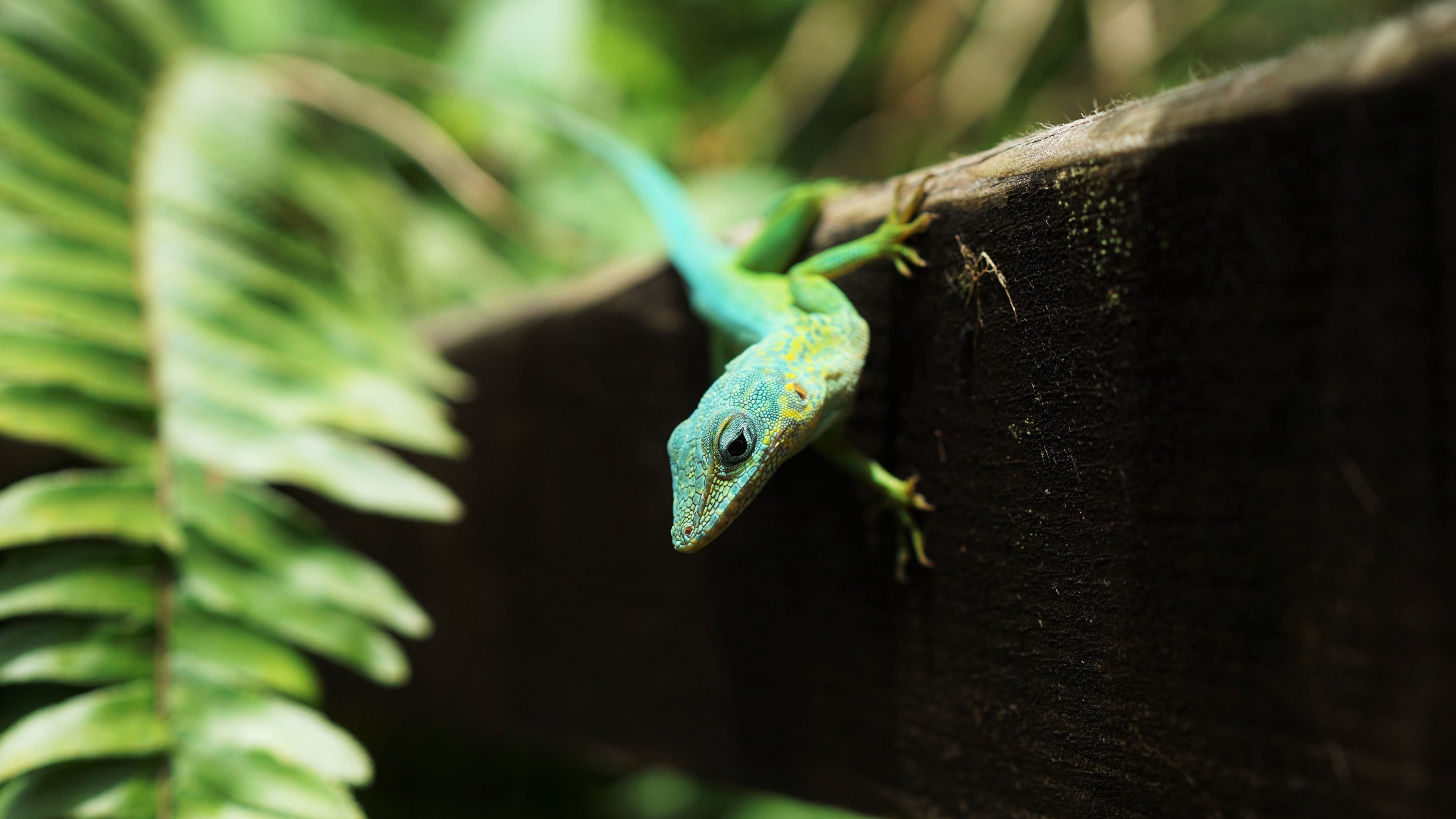 Lizard Wallpaper, Android