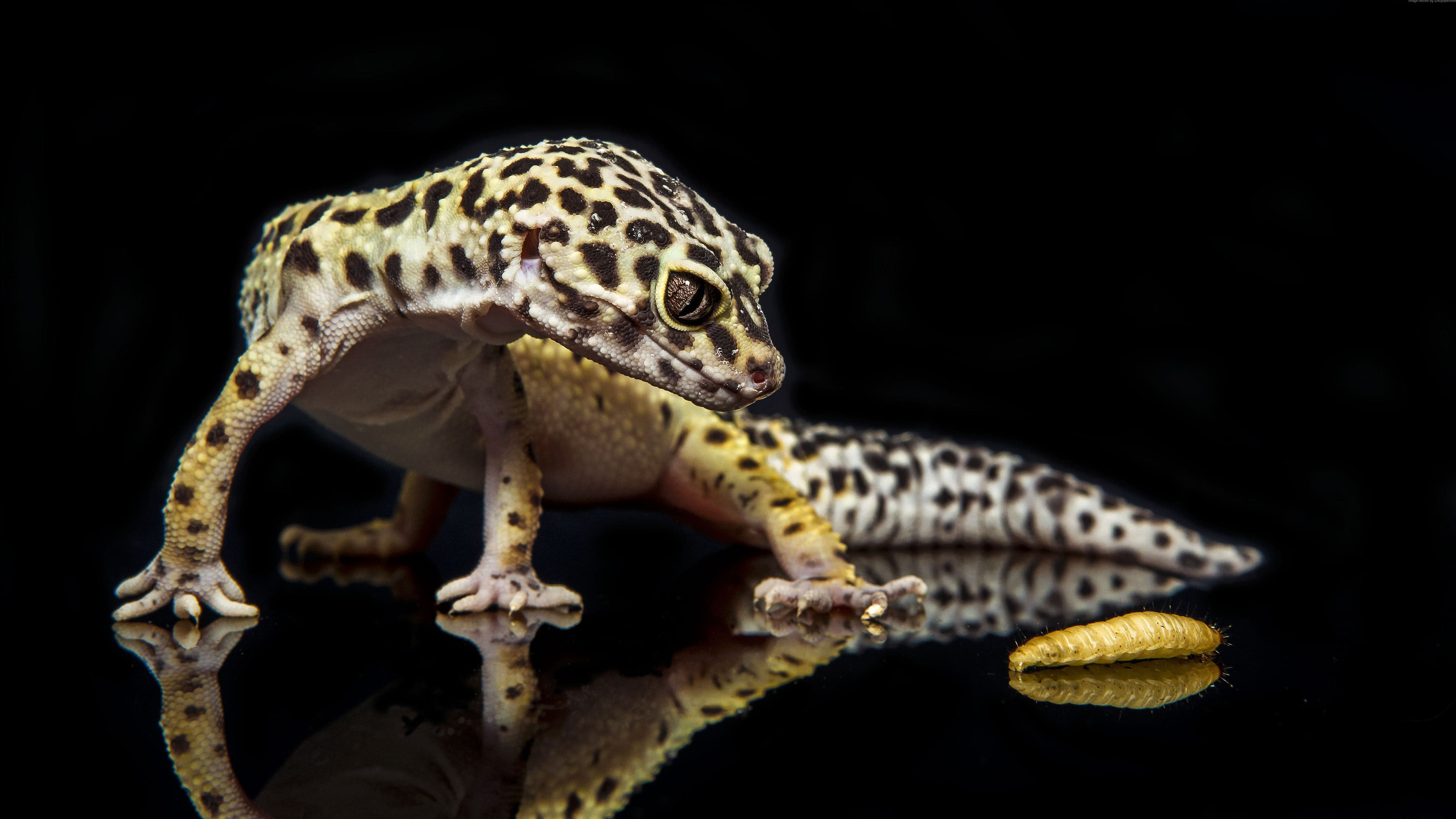 Leopard Gecko UHD 4K Wallpaper