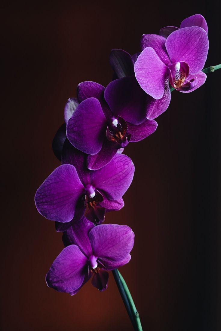 Purple orchids, Orchid flower, Orchid