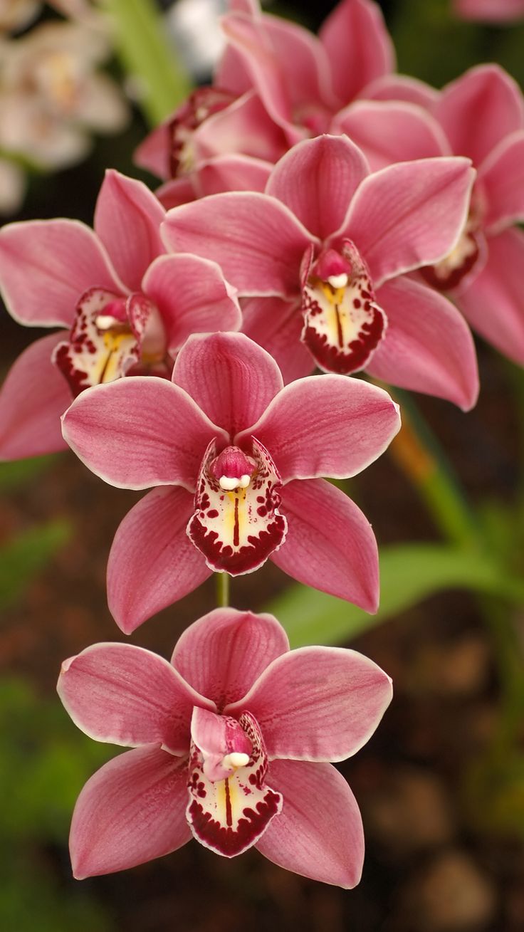 Cymbidium Orchid Flower HD