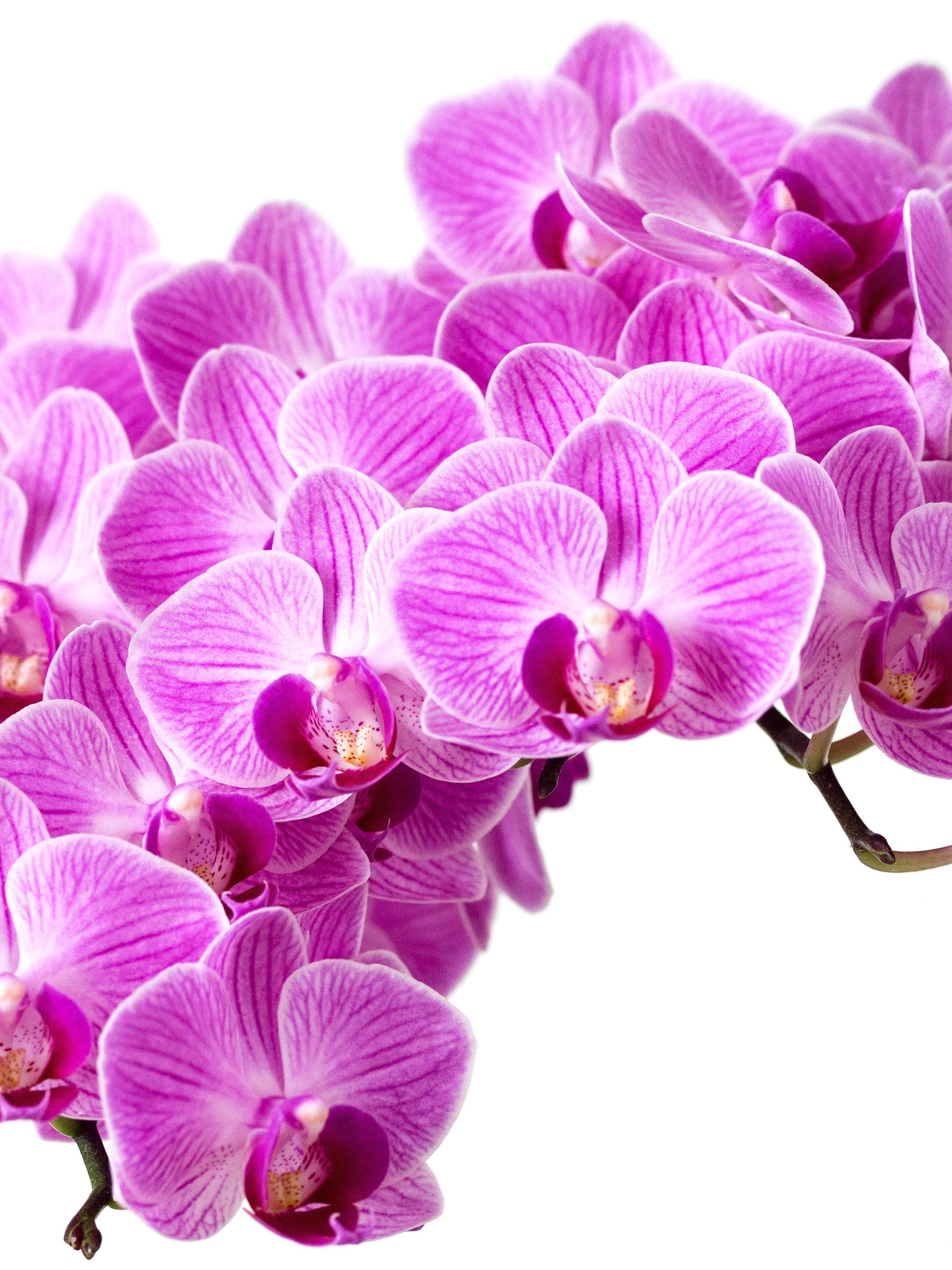 Purple Orchid Wallpaper