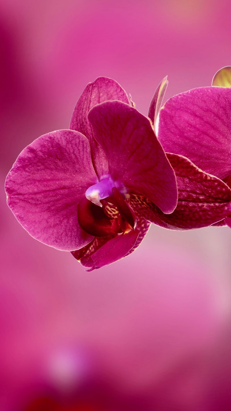 Download wallpaper 800x1420 orchid