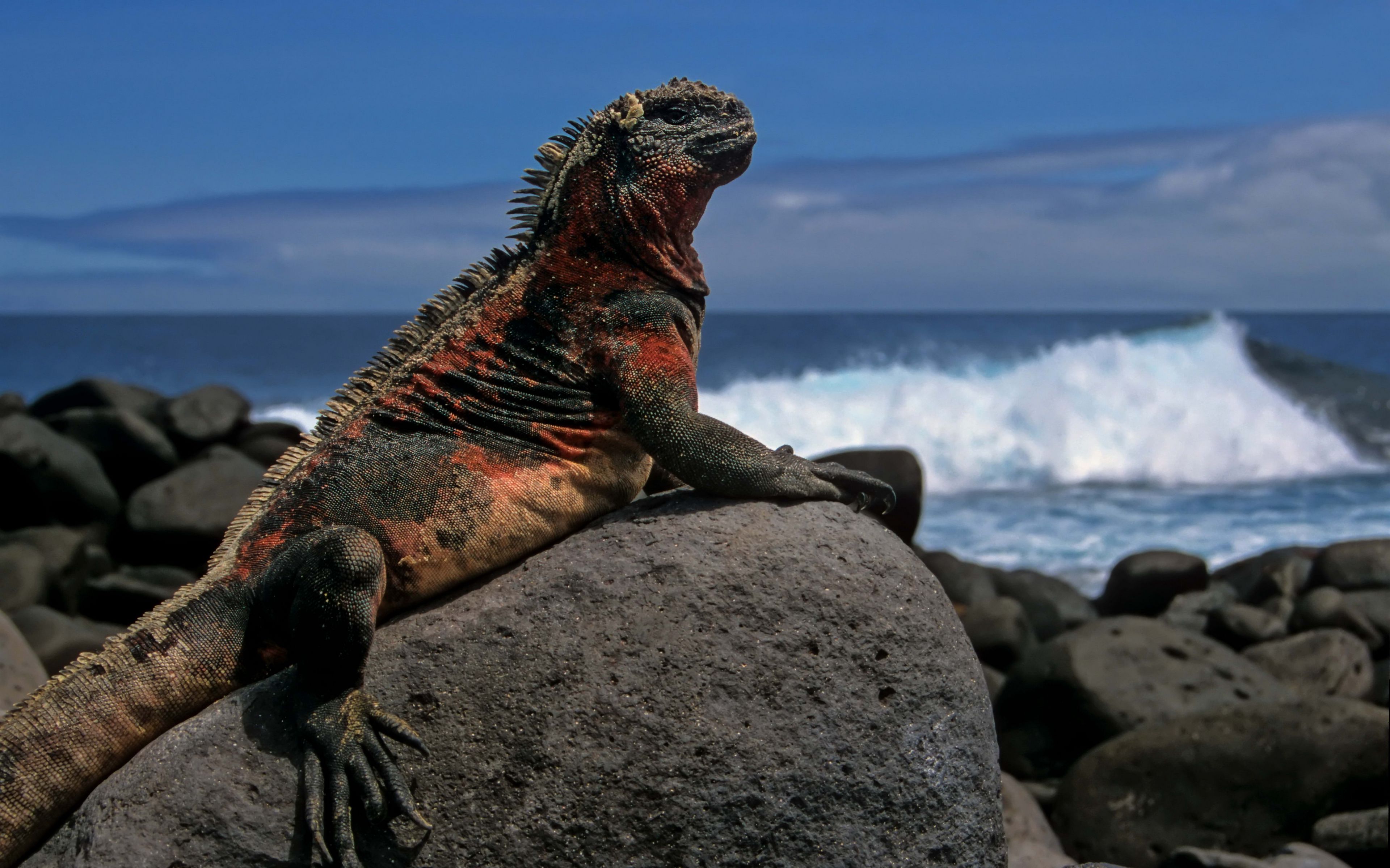 Download wallpaper 3840x2400 lizard