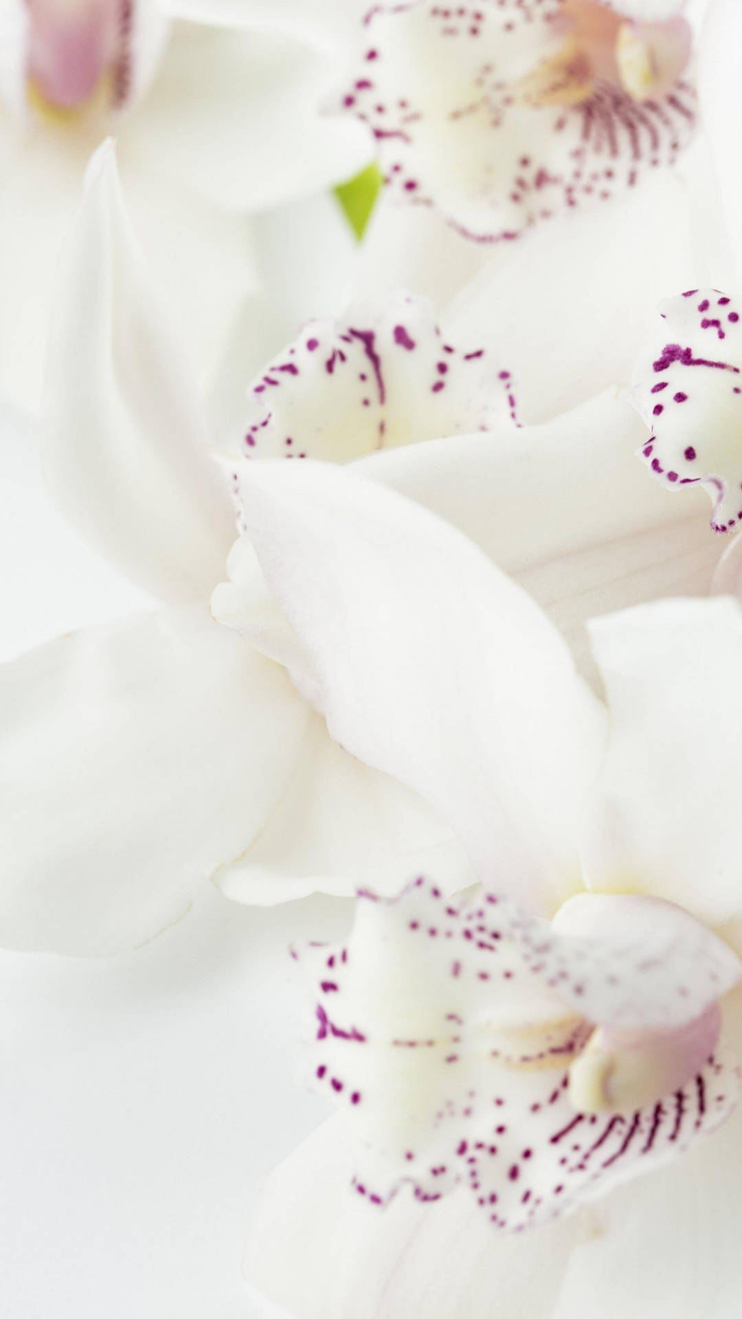 Free White Orchid HD Wallpaper