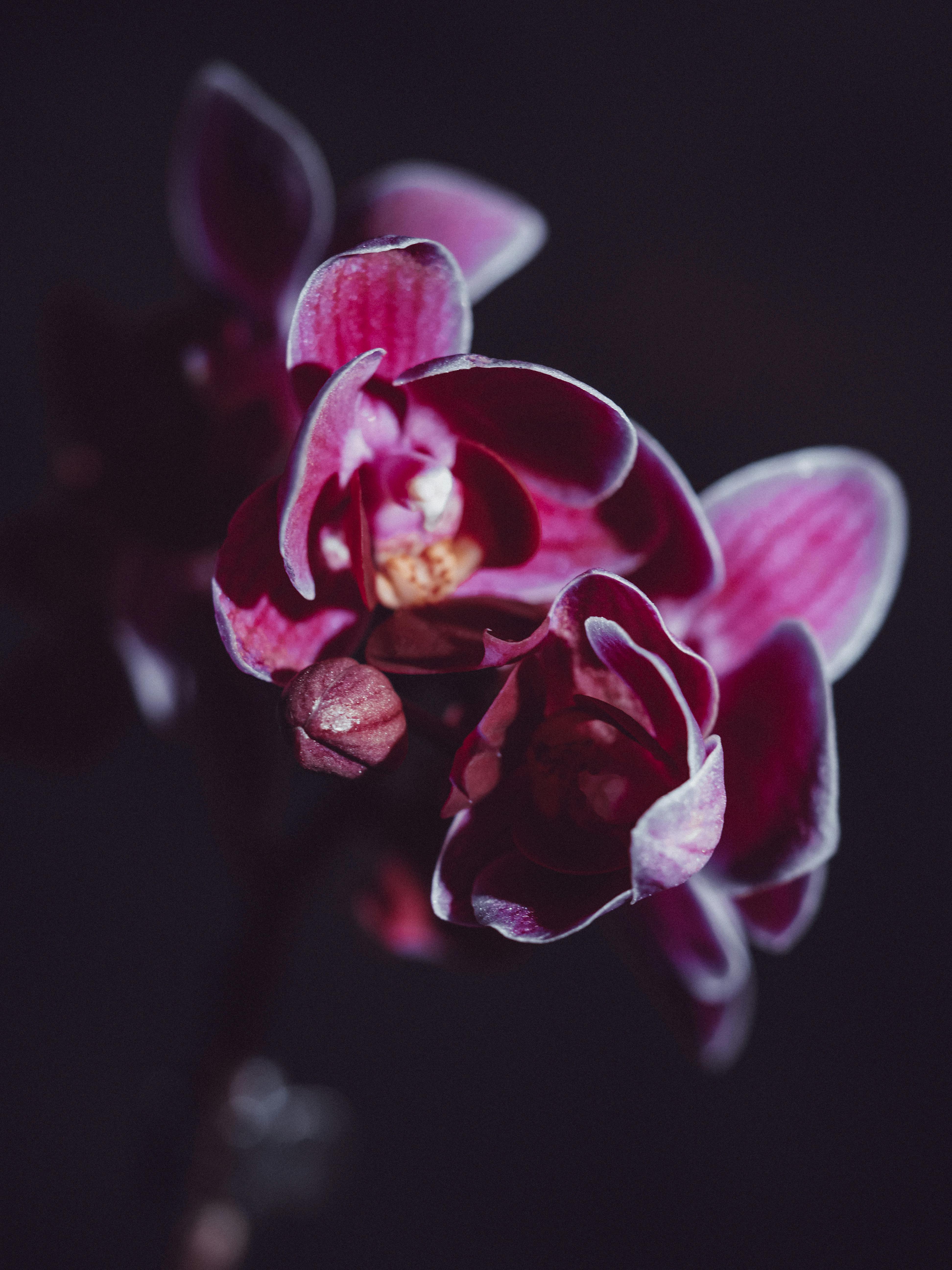 Orchid Flower on Black Background