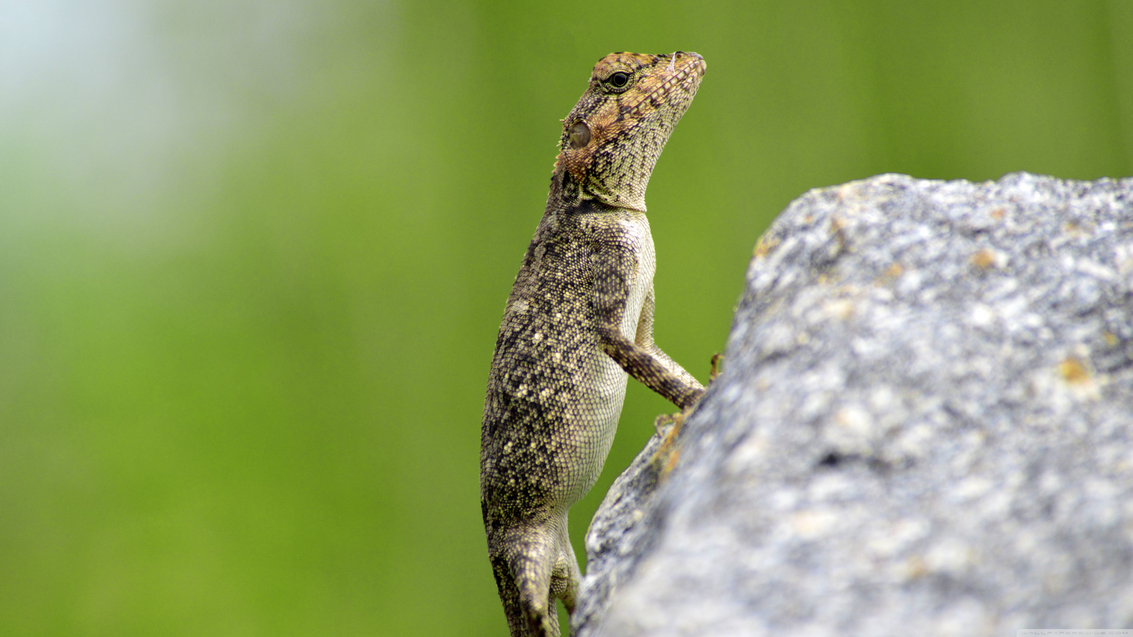 Desktop Background Wallpaper