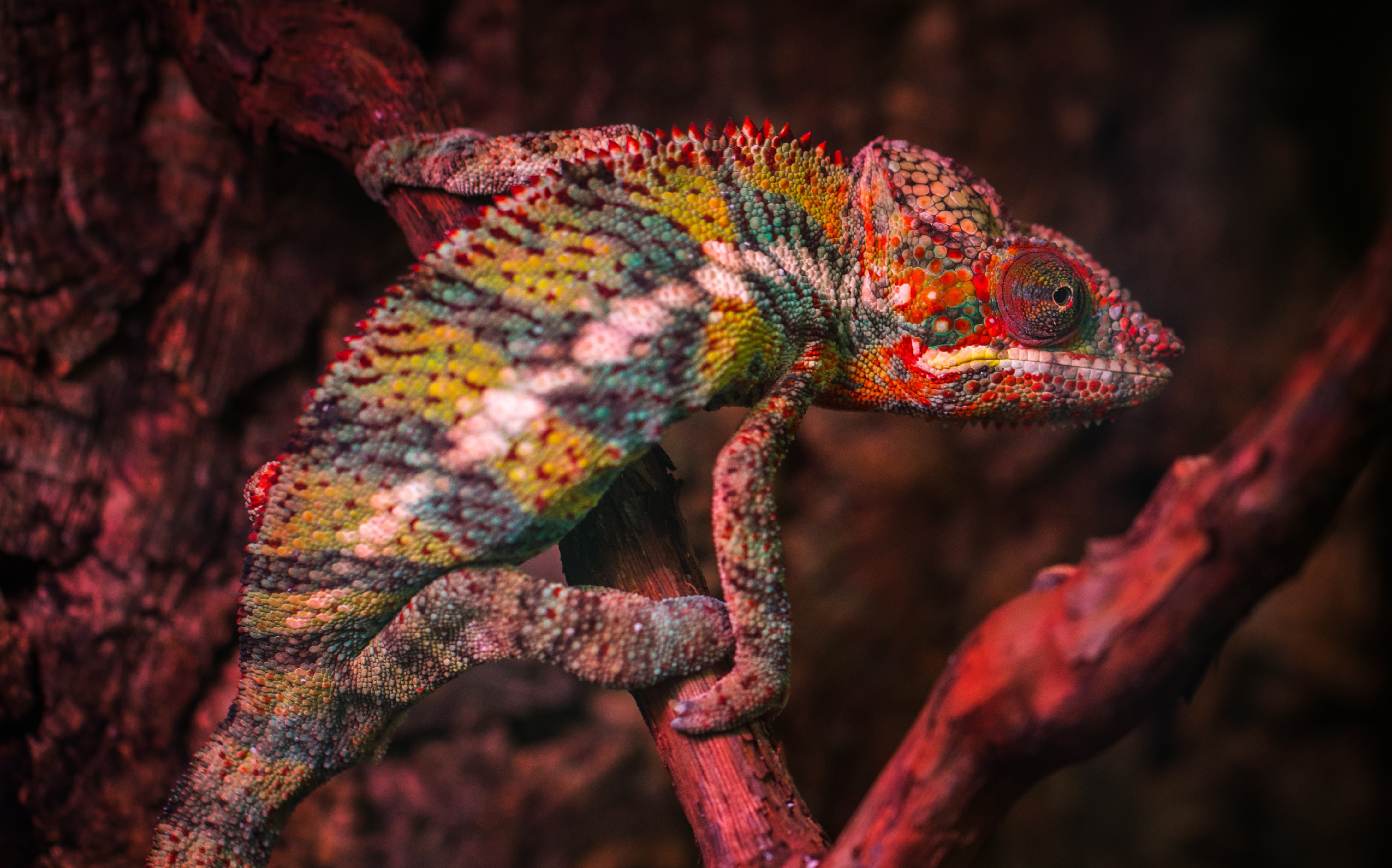 Wallpaper Color, Lizard, Chameleon