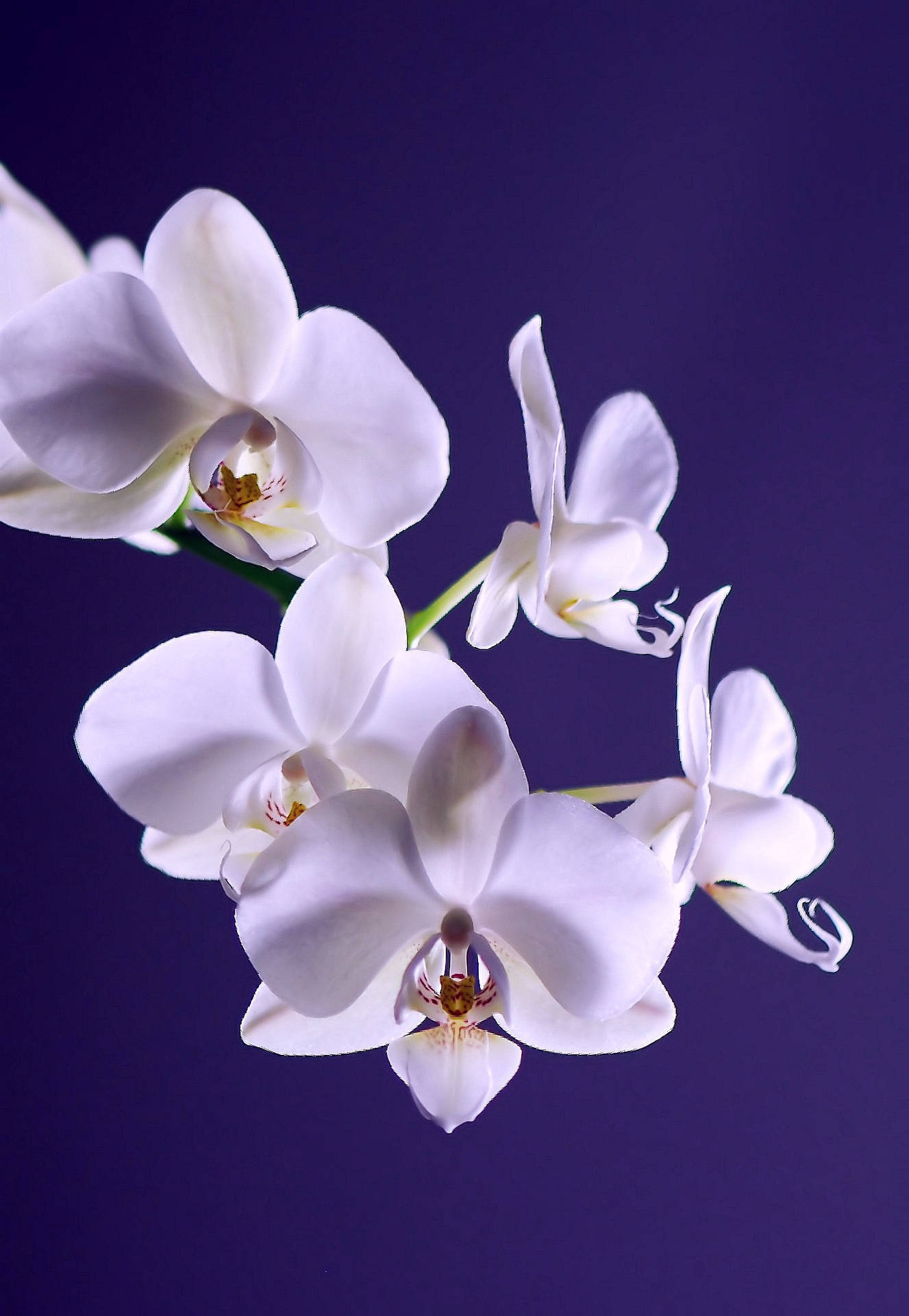 Elegant White Orchid Flowers Wallpaper