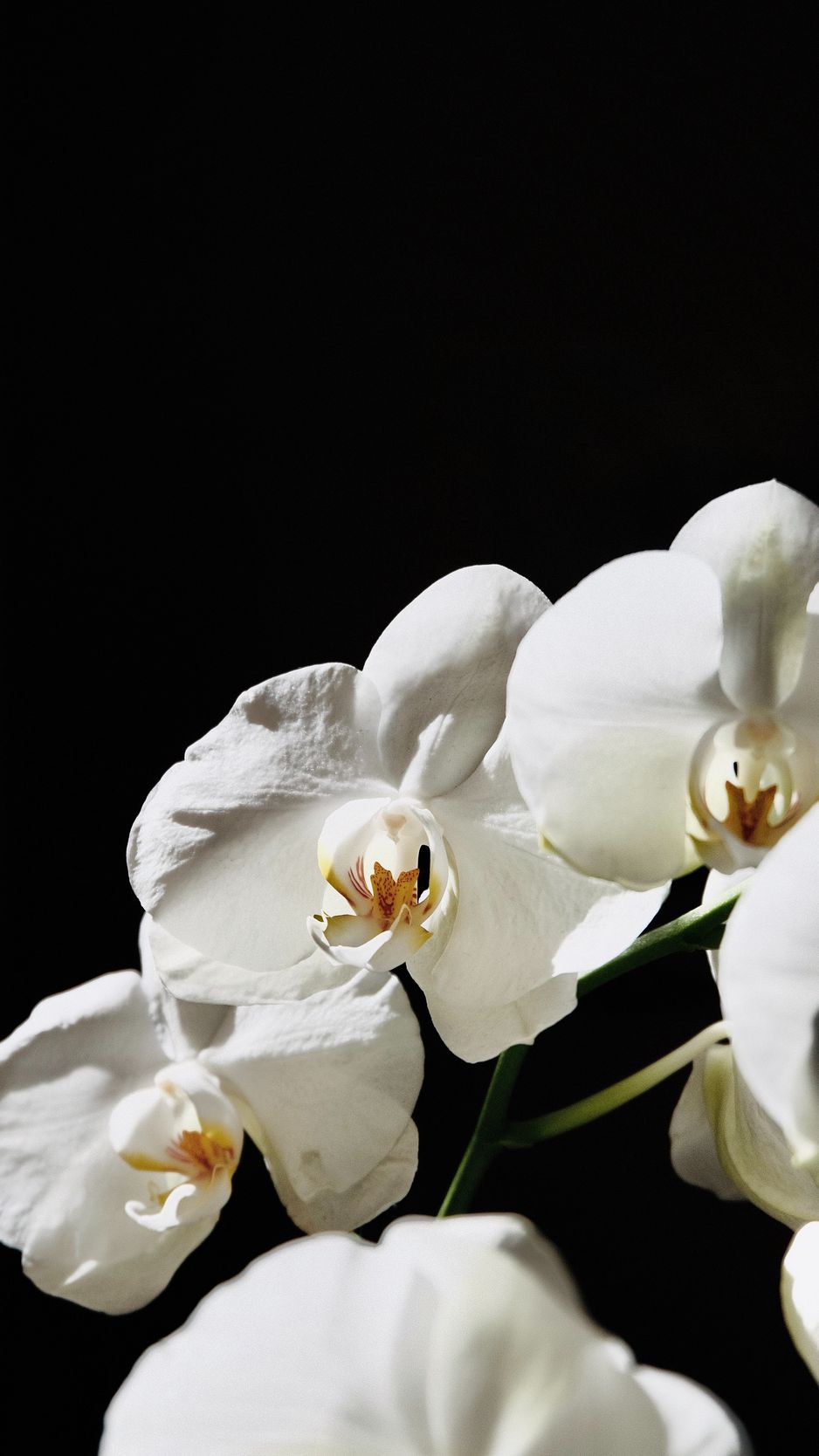 Download wallpaper 938x1668 orchid