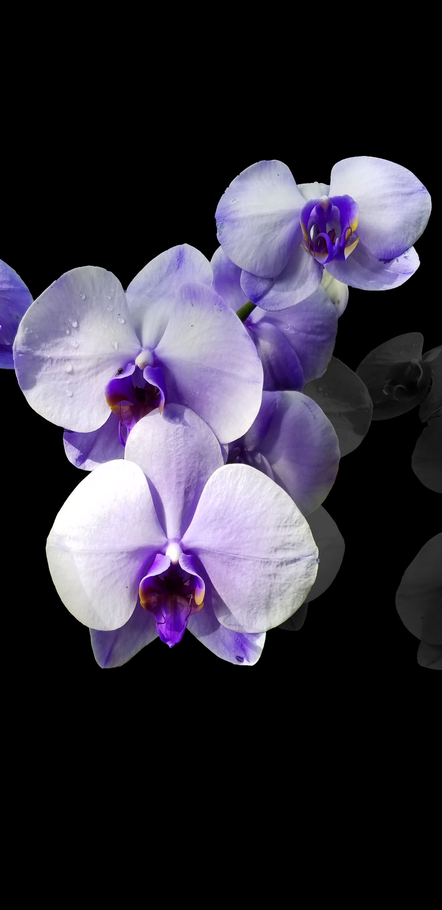 Wallpaper, Purple orchids, Zen wall art