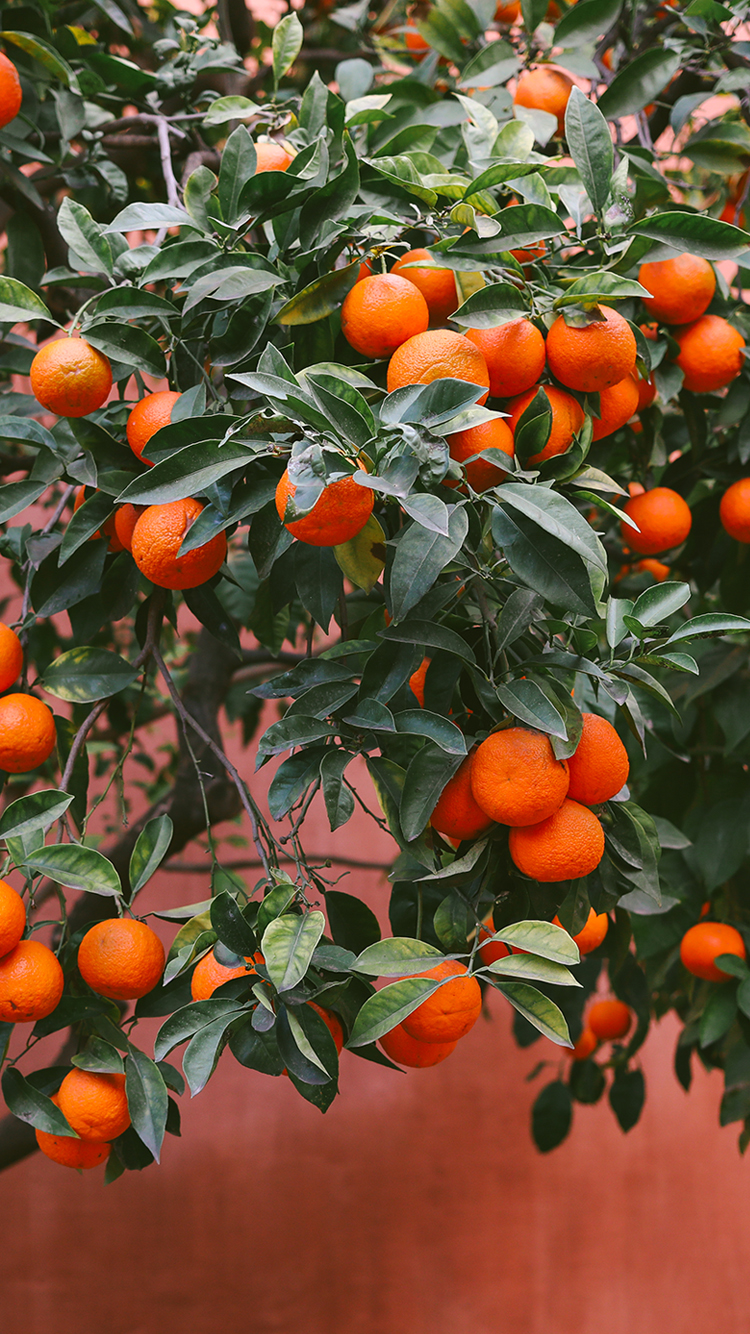 Free Phone Wallpaper