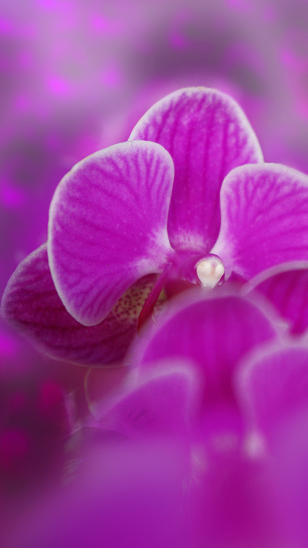 Purple Orchid Wallpaper iPhone 14