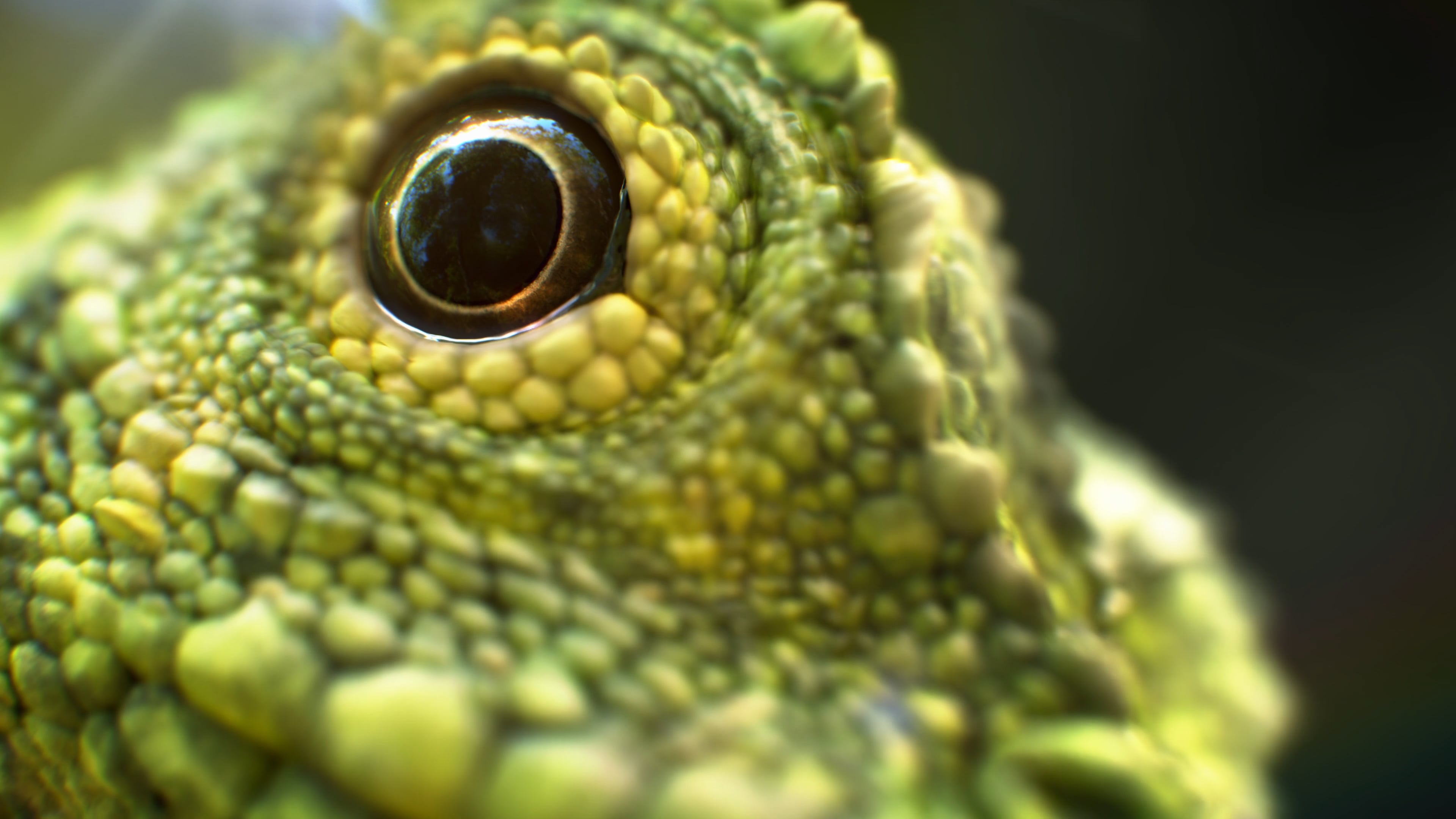 Sky Q Ultra HD Lizard (4k) on Vimeo